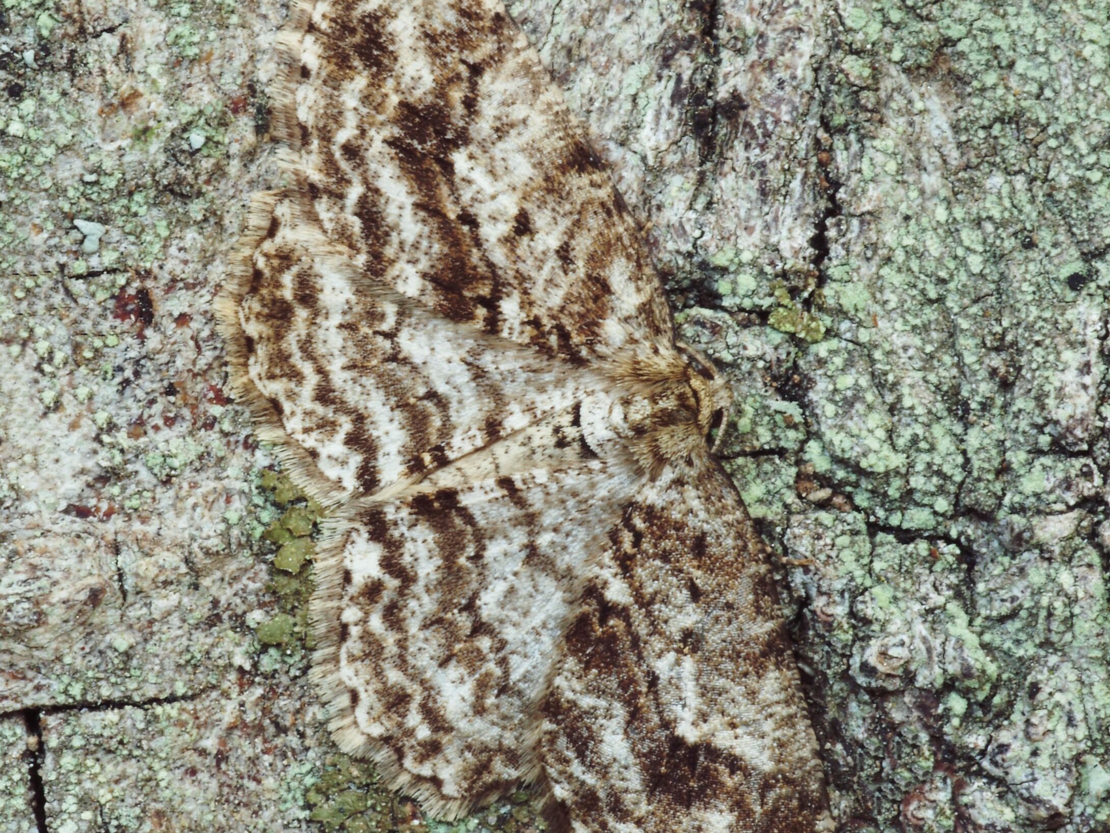 e1-engrailed-male-on-bark-large-r1