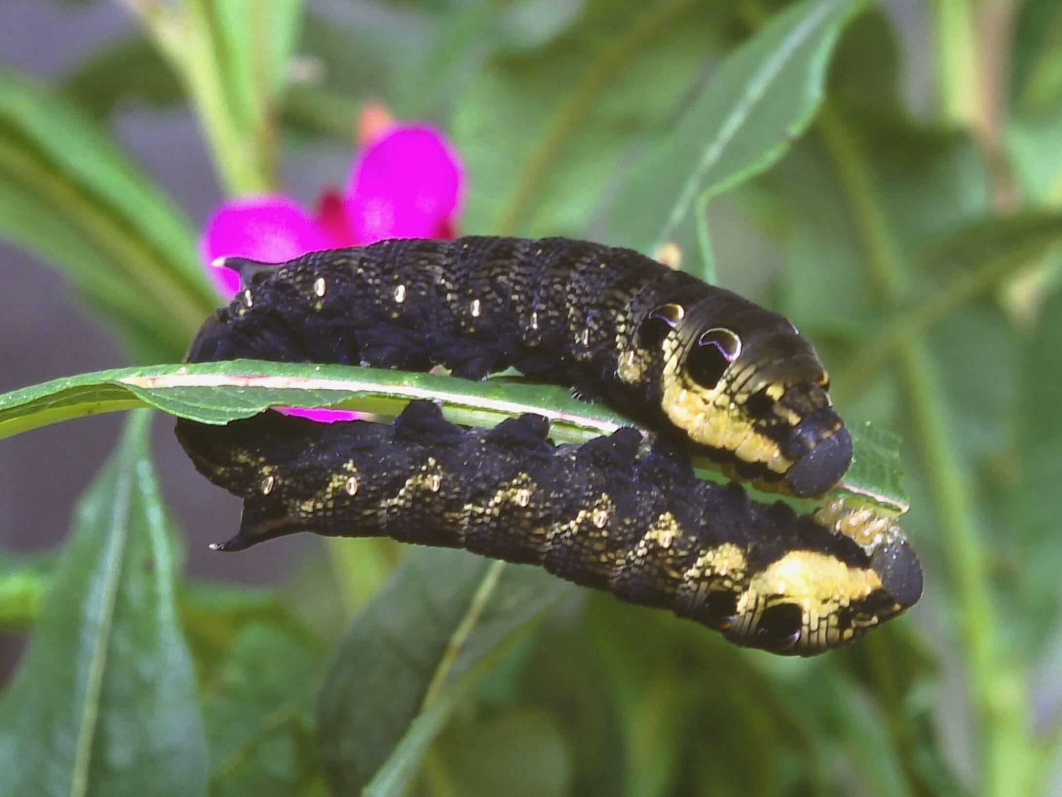 e5-elephant-hawk-larva-large-r1