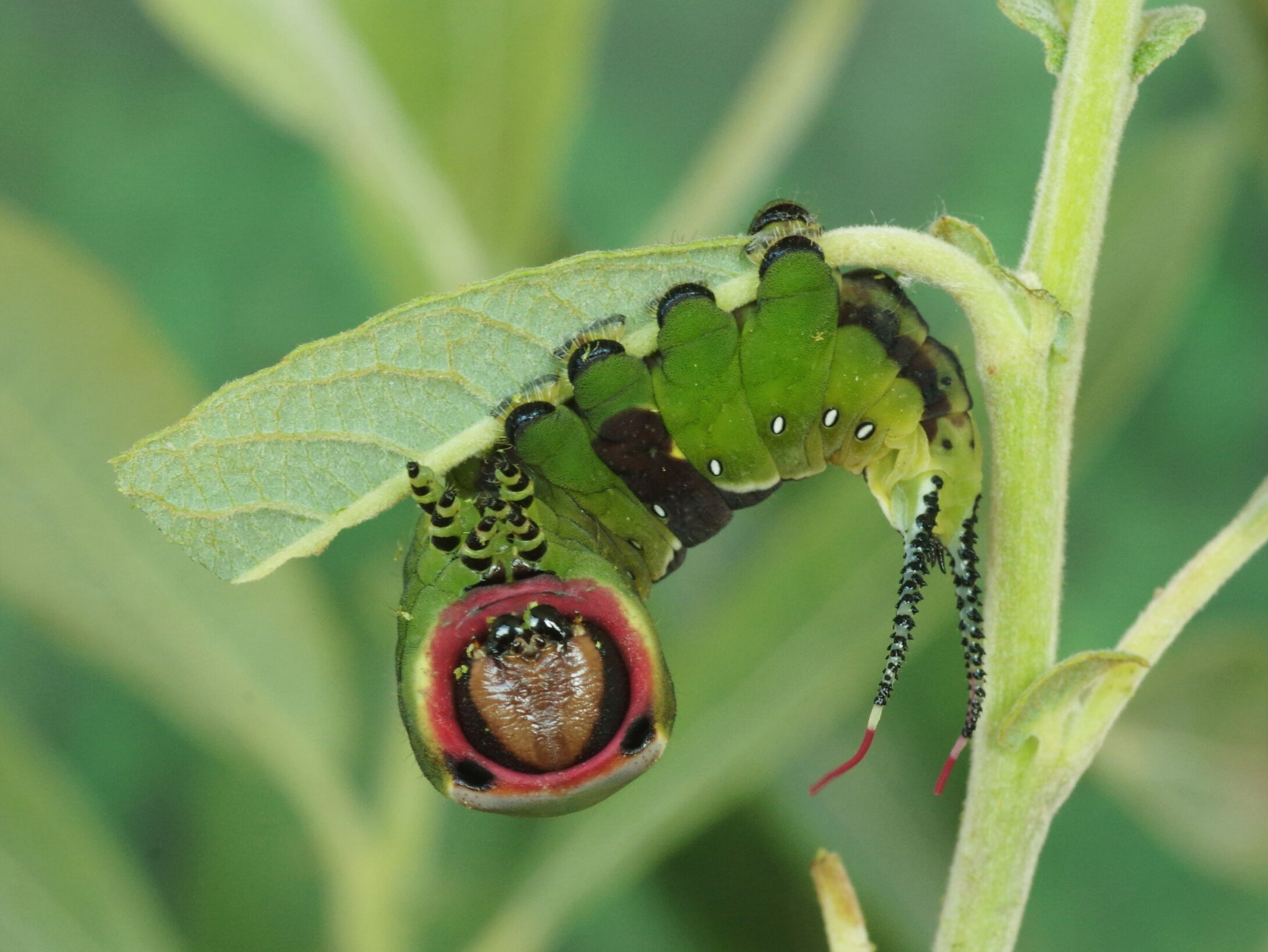 e6-puss-moth-larva-large-r1