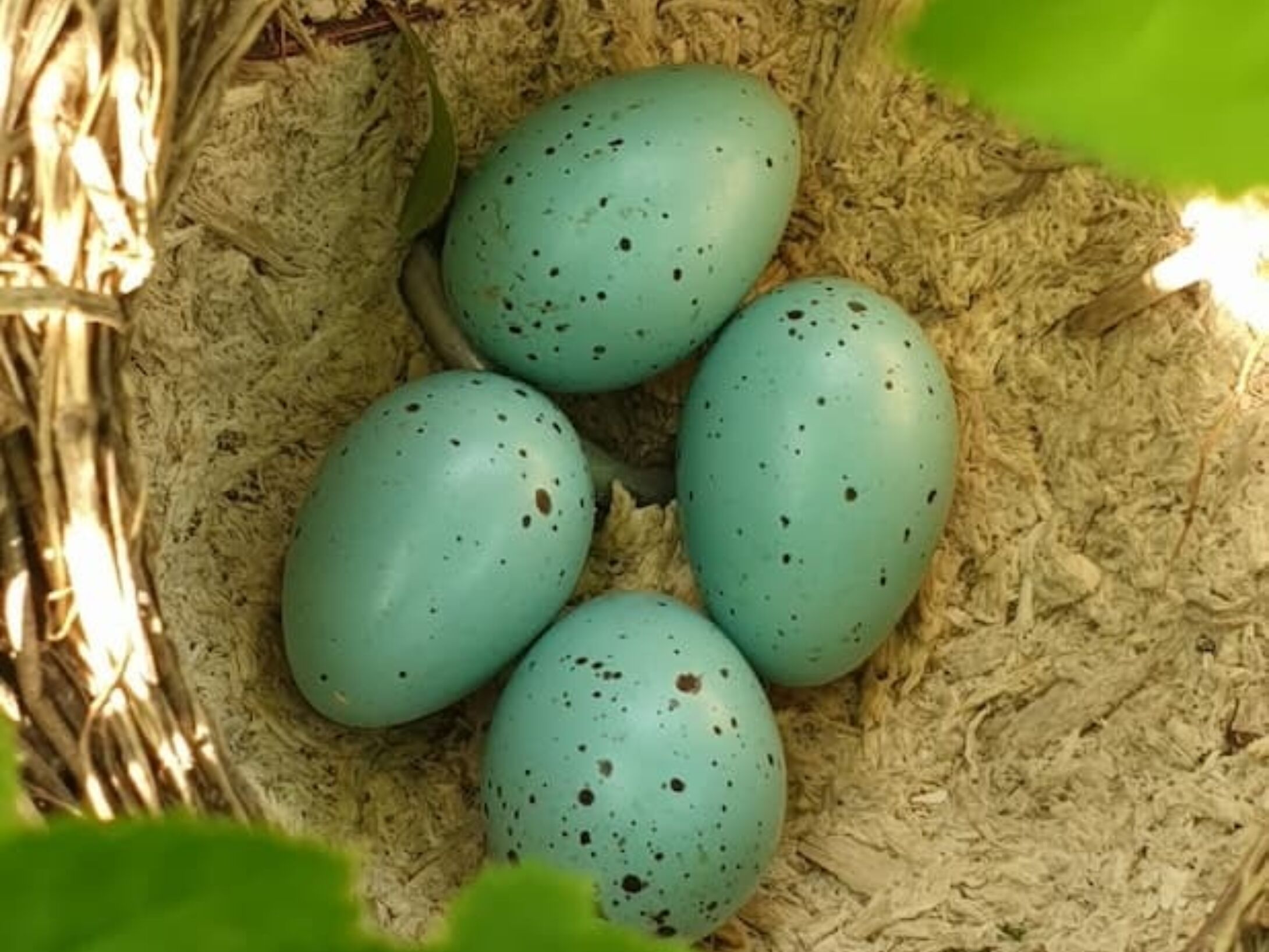 eggs-in-nest-r1-8c9c1b3dab9ae4beb2313e408ef64a58