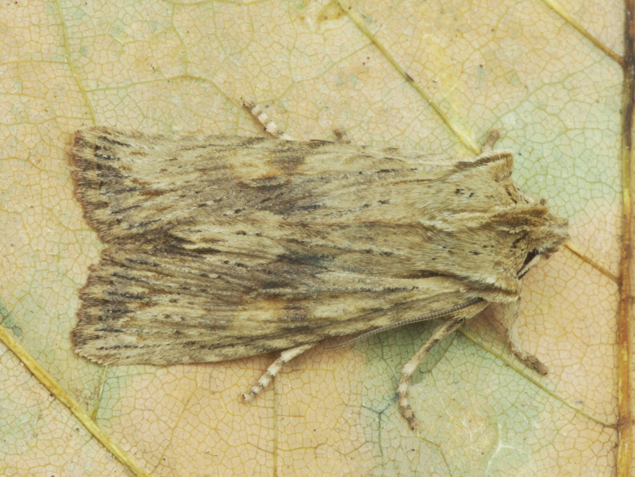 f5-pale-pinion-large-r1