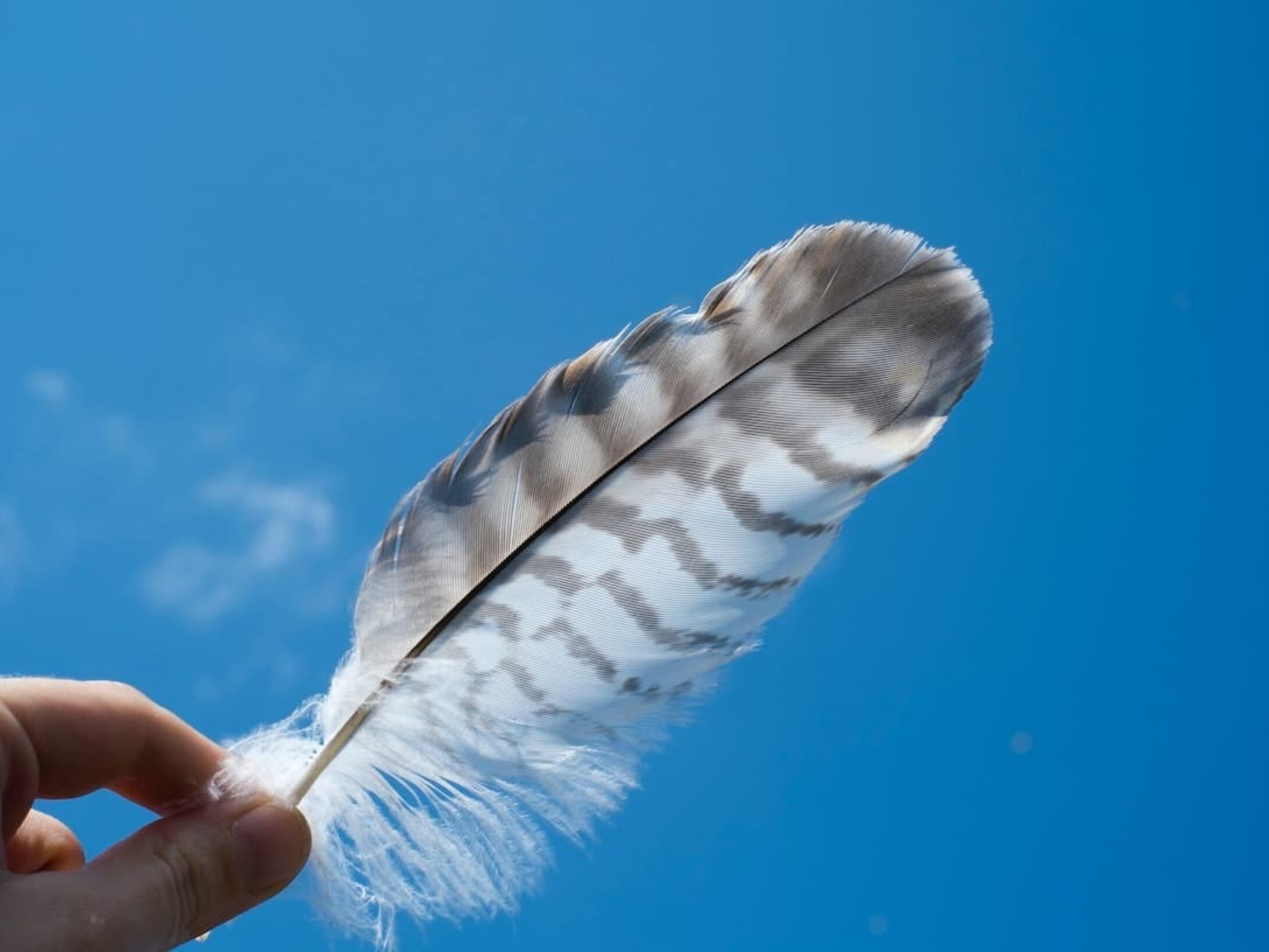 feathers-r1-08b92c21b24829b9b82b702b978a8a62