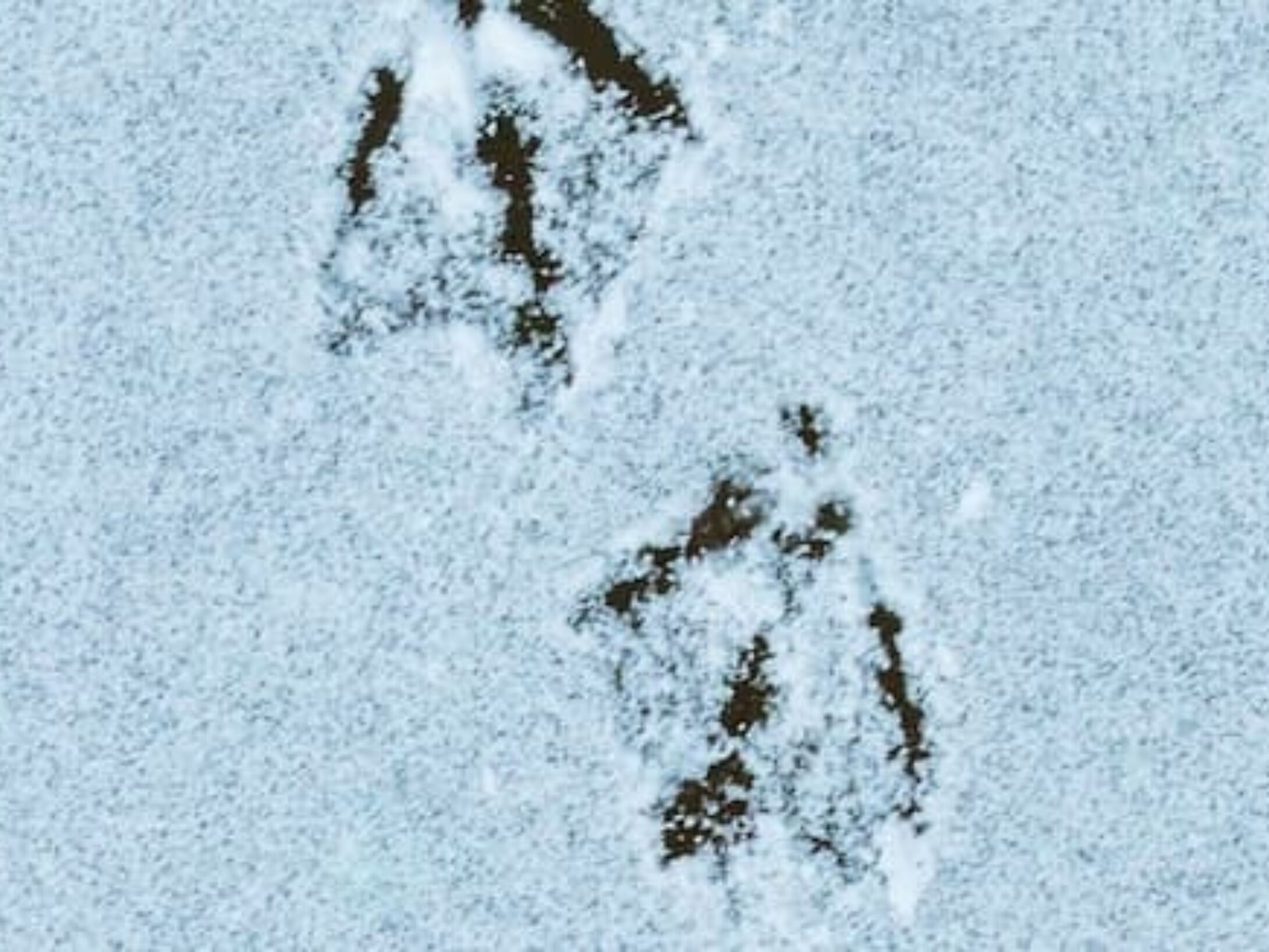foot-prints-r1-4f60a0360dc914c6e6868909fc6f216e