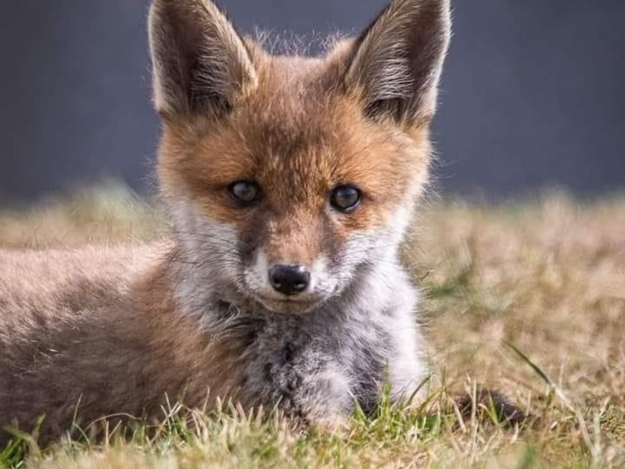 fox-cub-aside-r1