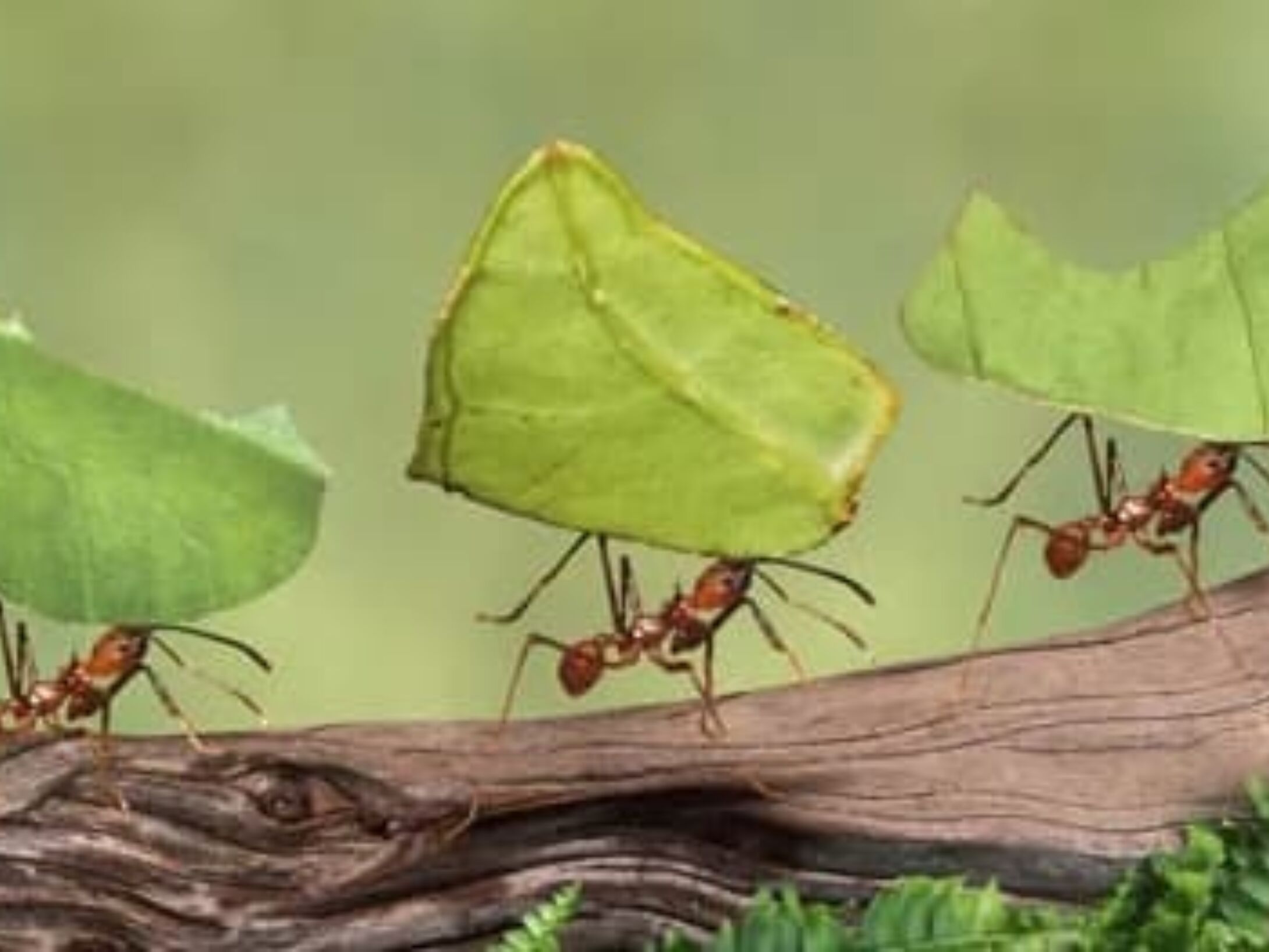 fun-ant-facts-r1-4d2cb660ce5841f41caab86b2b80c53b