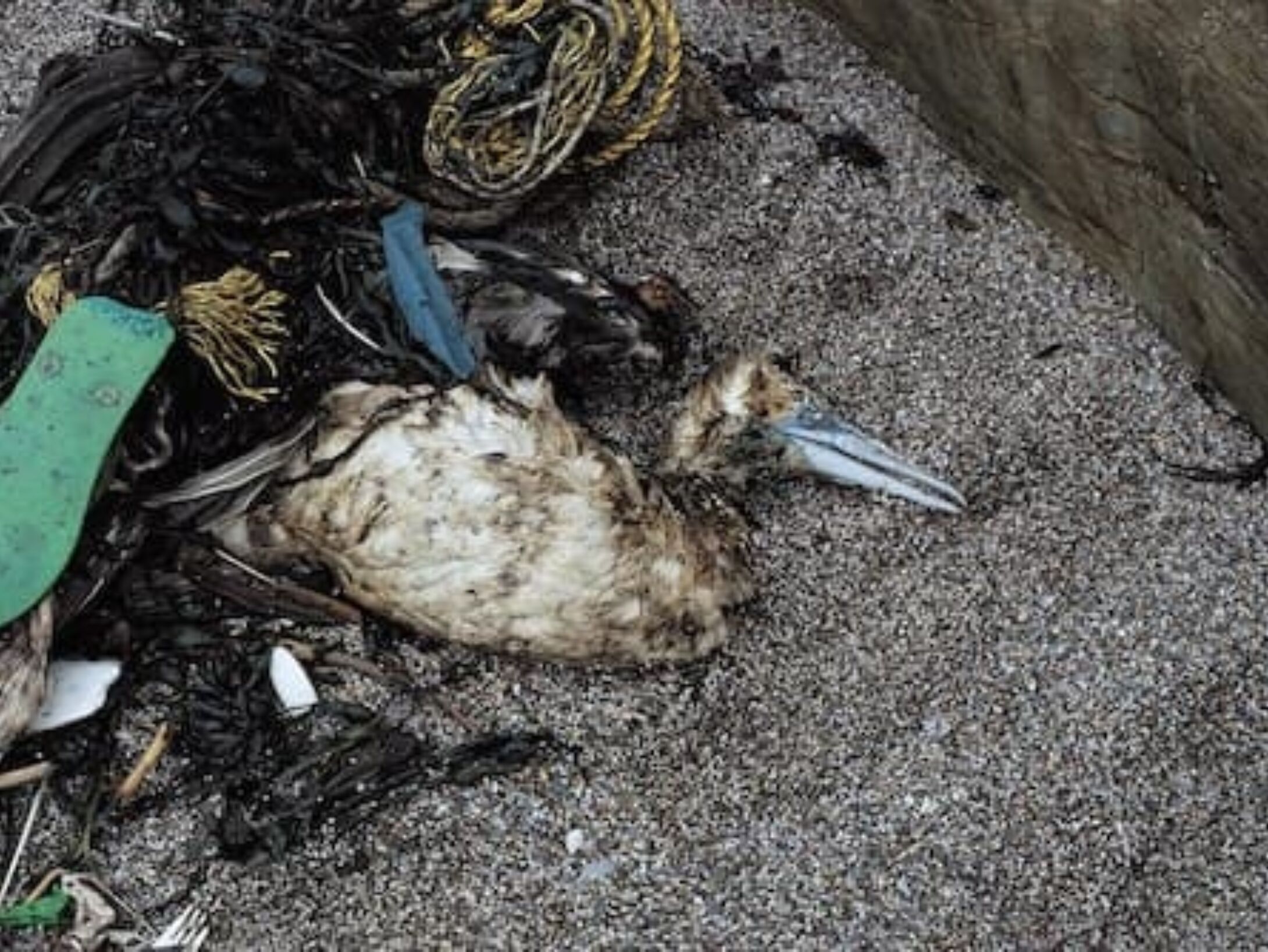 gannet-entangled-r1-1c032ce17f9c14e9fd6ec156b0dce8d5
