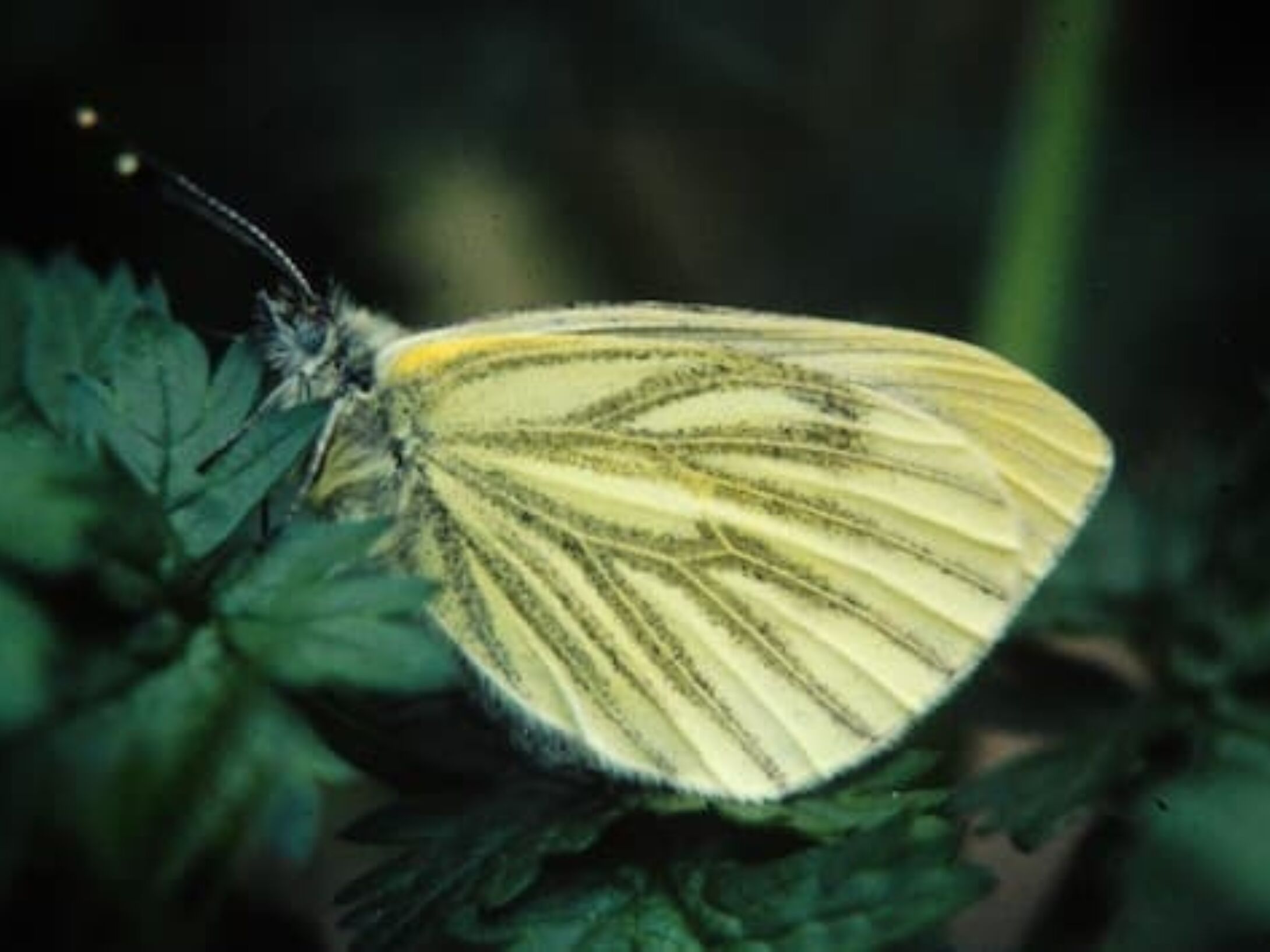 green-veined-white-butterfly-aside-r1-849bb157765eae1ba8c9de2481048fc5