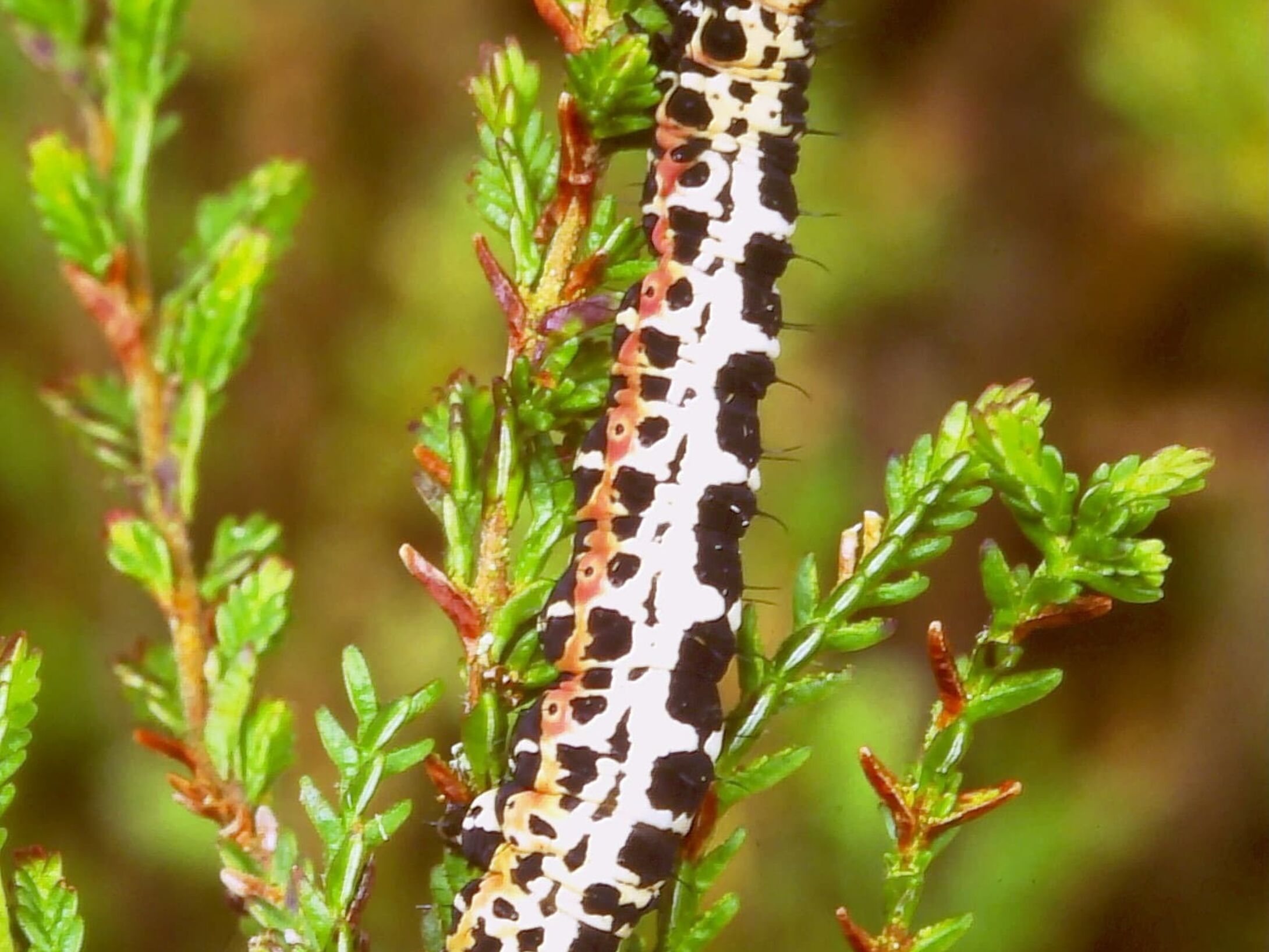 h1-magpie-larva-final-instar-large-r1