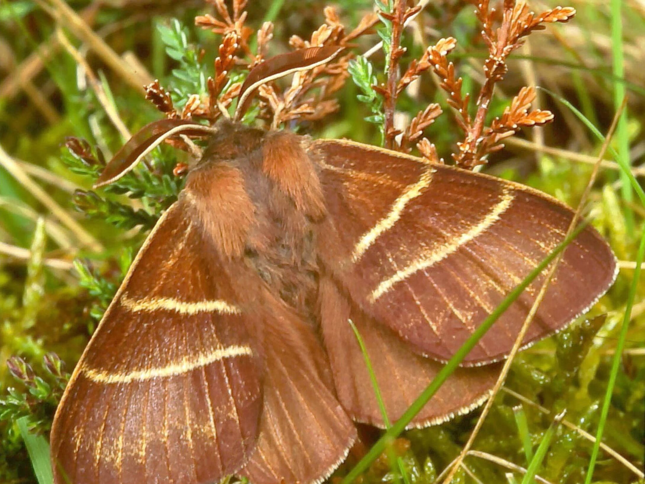 h2-fox-moth-male-large-r1