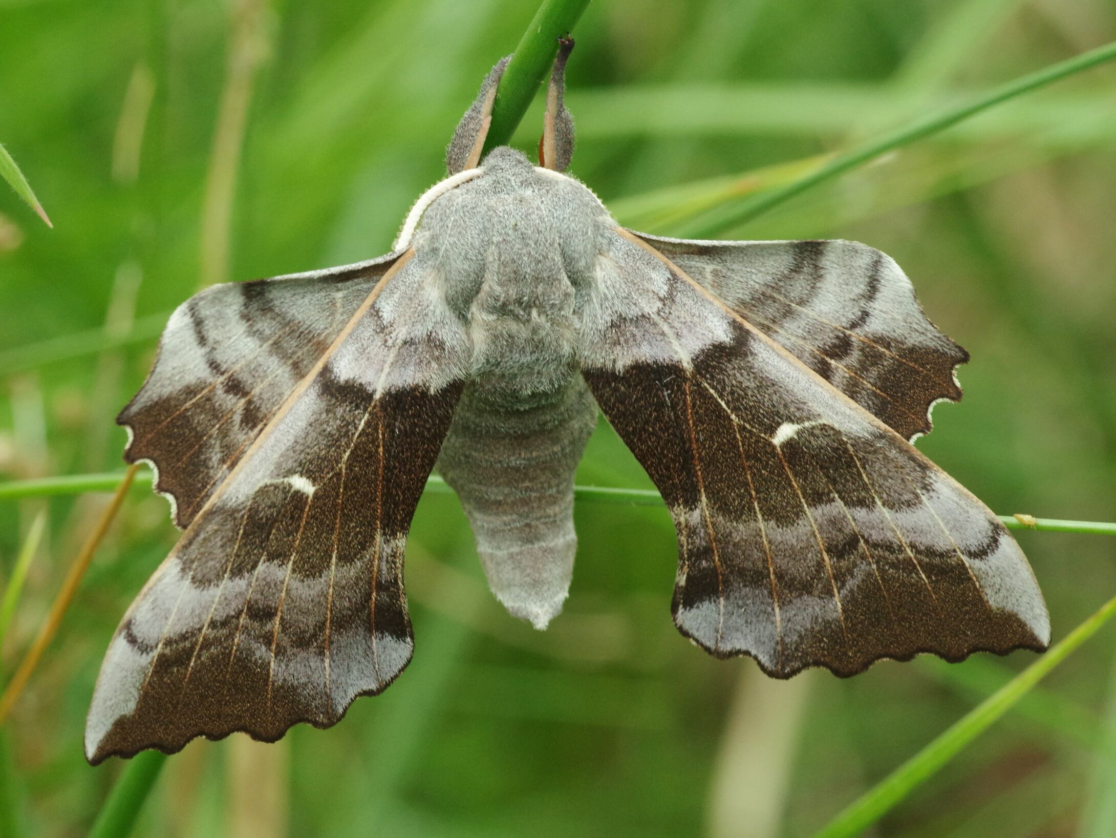 h6-poplar-hawk-moth-large-r1