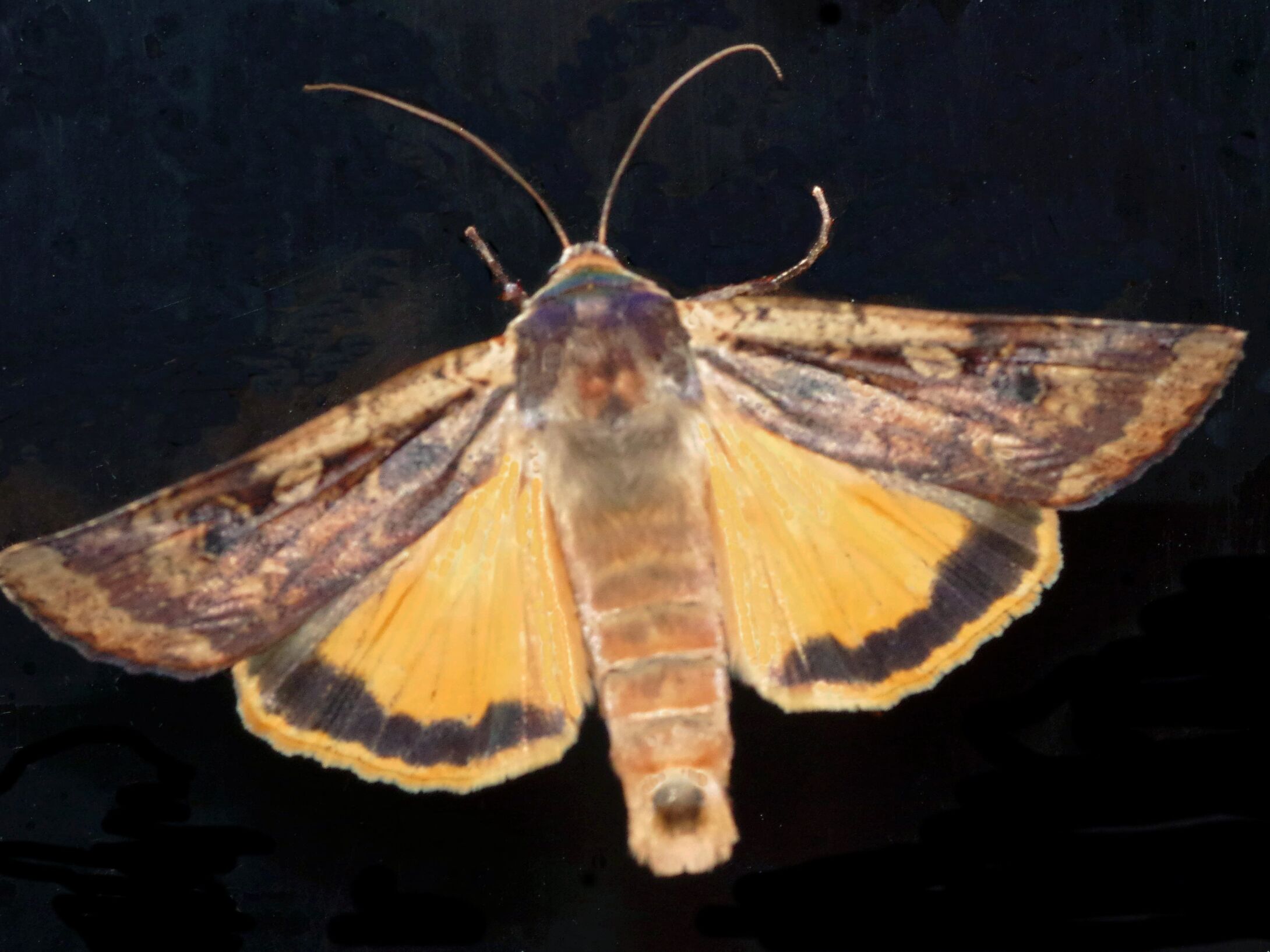 h8-large-yellow-underwing-large-r1