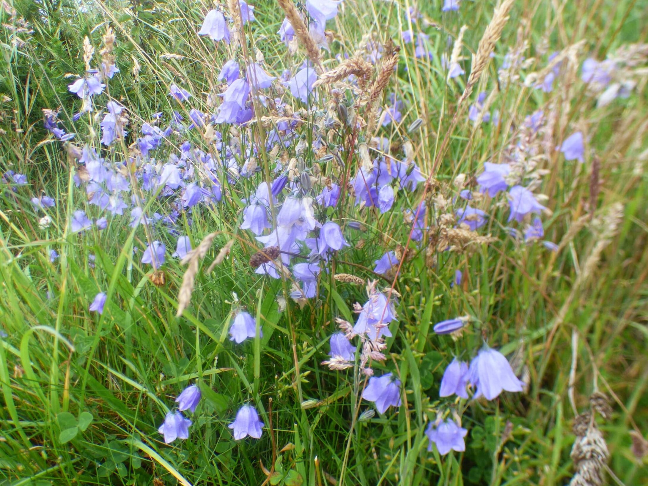 harebells-scottish-bluebell-r1