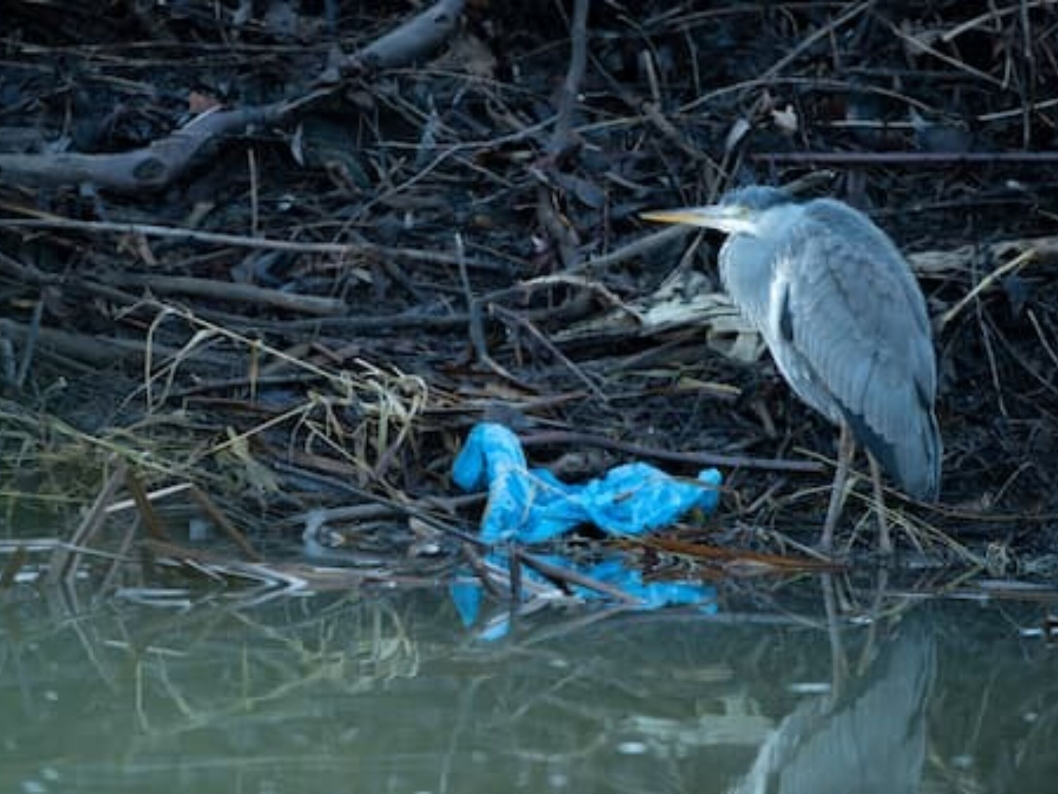 heron-with-plastic-bag-7dc31b9499070565107bb9b2b33e4caa