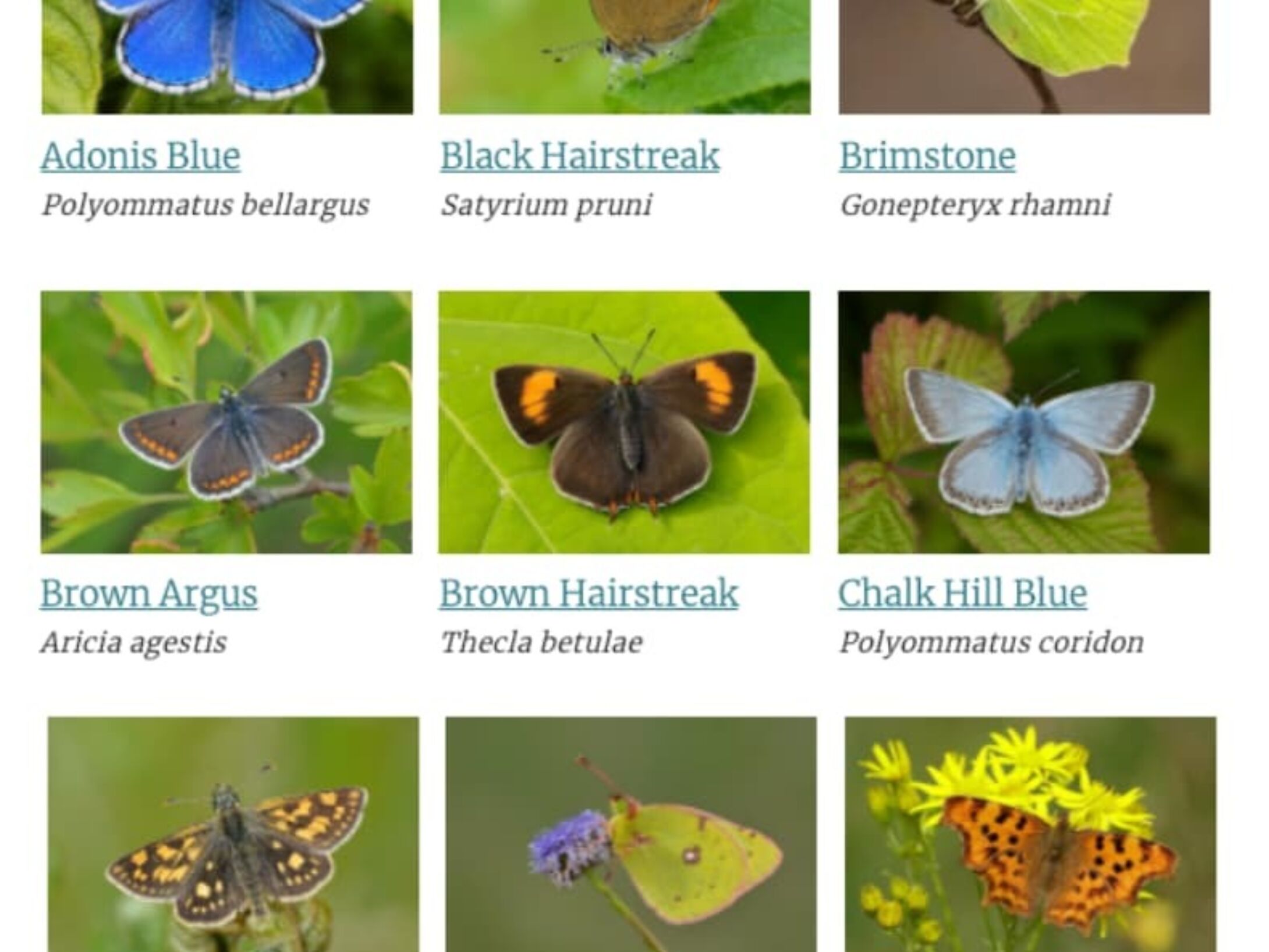 identify-a-butterfly-r1-83483e73ac7373deb59e7d202863448f