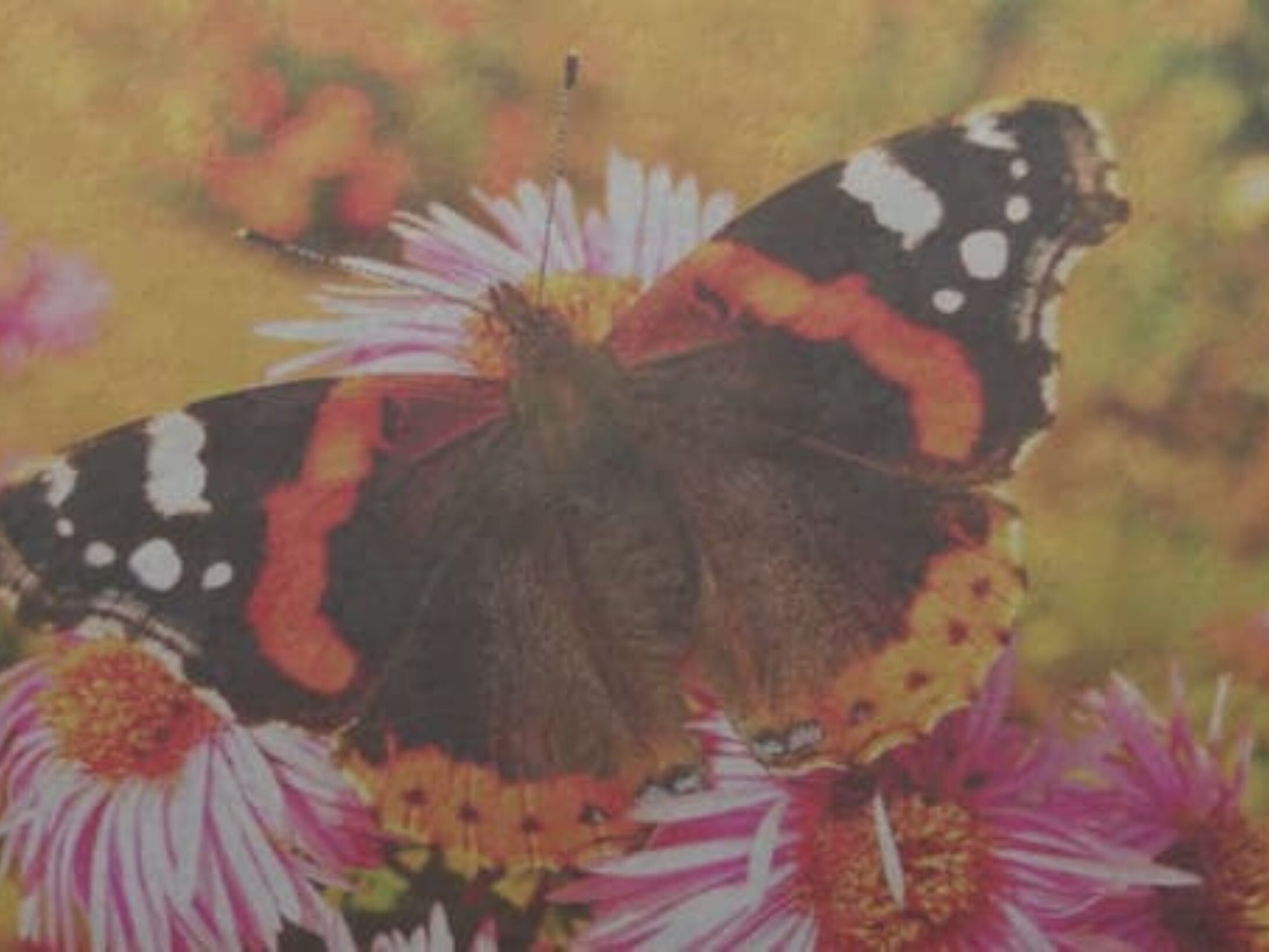 jigsaws-butterfly-r1-71fca125a2a0a2dbee4a48e88305fb06