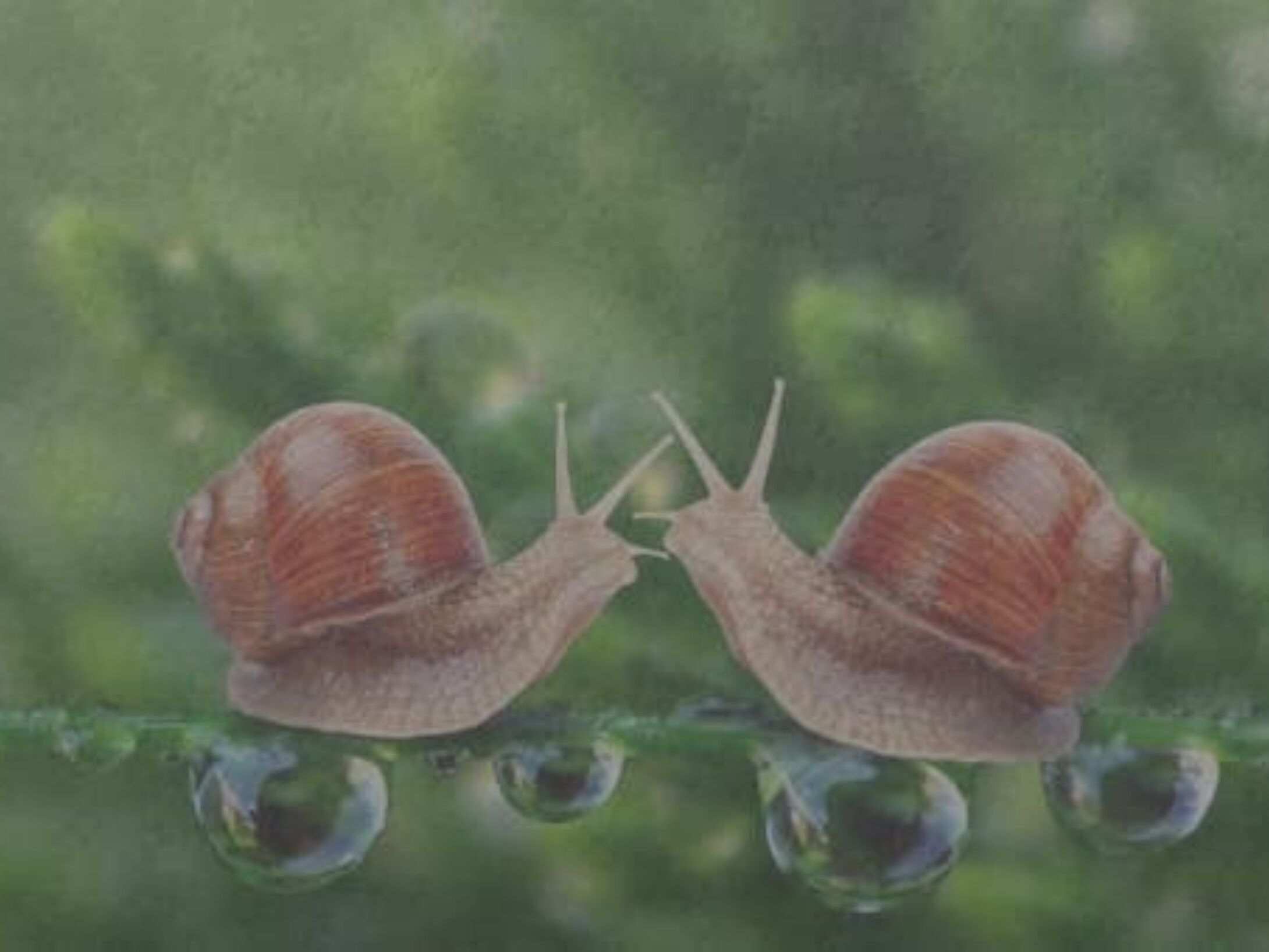 jigsaws-snails-r1-f2153a44bc4a85d70a1881570f99a3ca