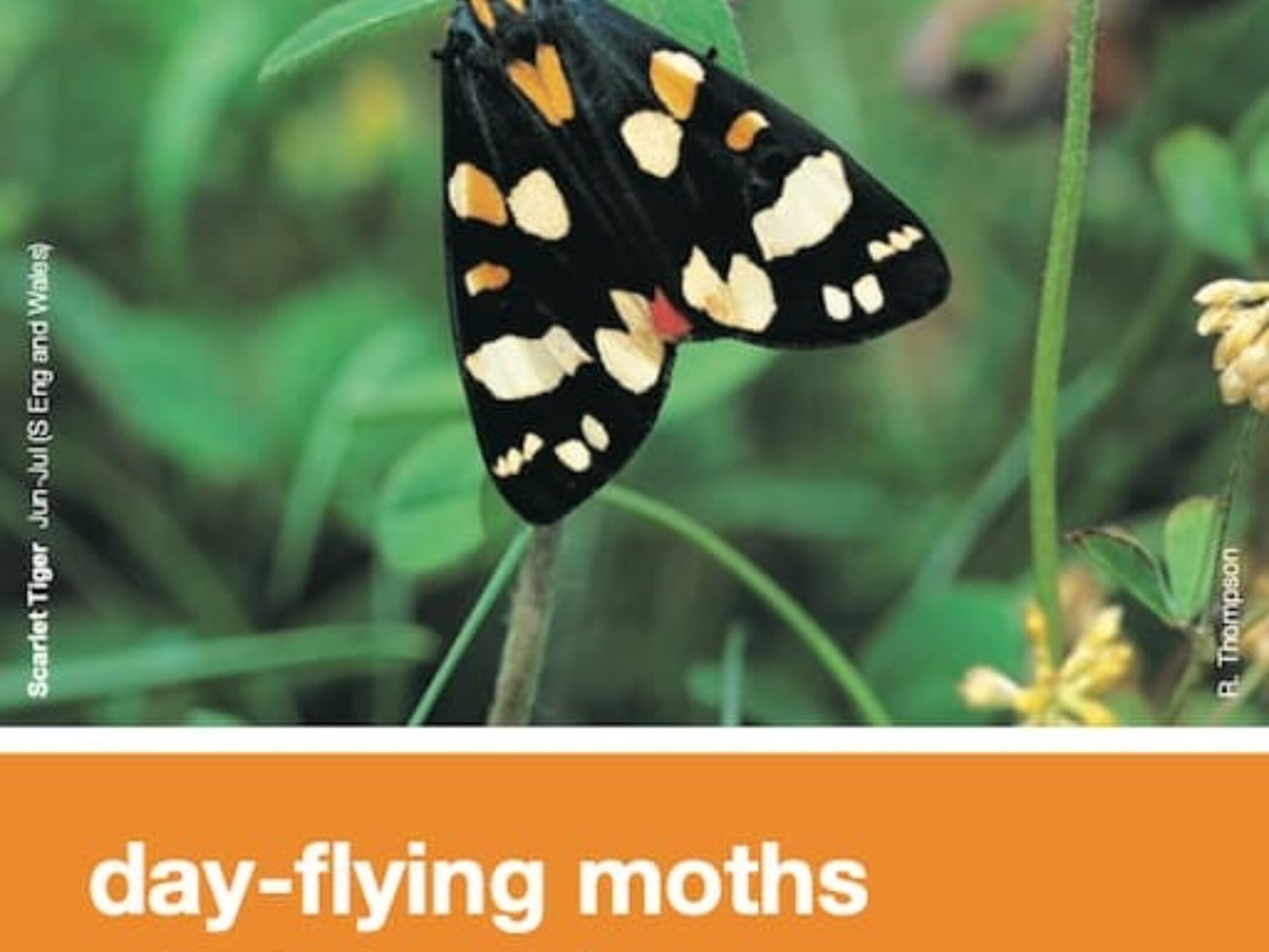 leafletday-flying-moths-a5-4994c026196183d3933fd5013988533d