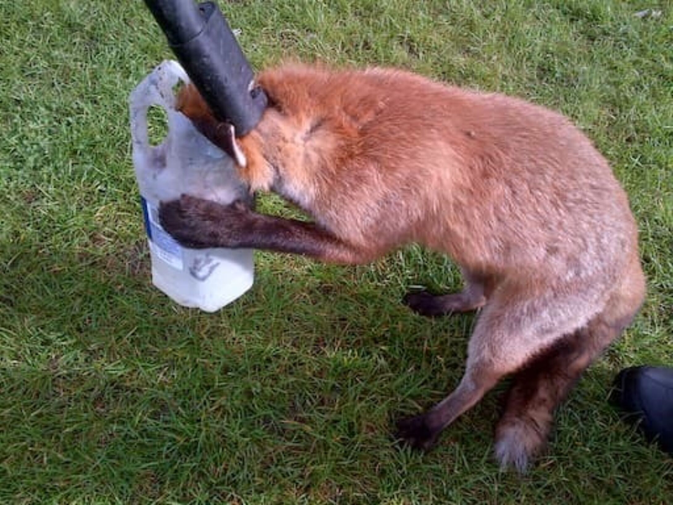 litter-bailies-fox-1-5ca276c68cfaea40163672cf3f3d7c0a