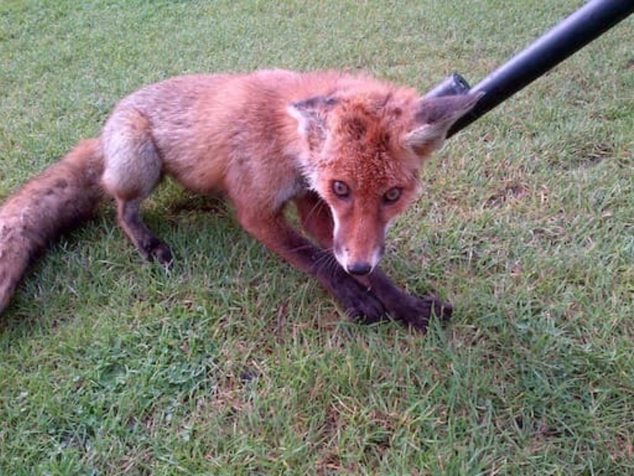 litter-bailies-fox-2-4eeda55a3ce2b5ab39ac53023b47ac19