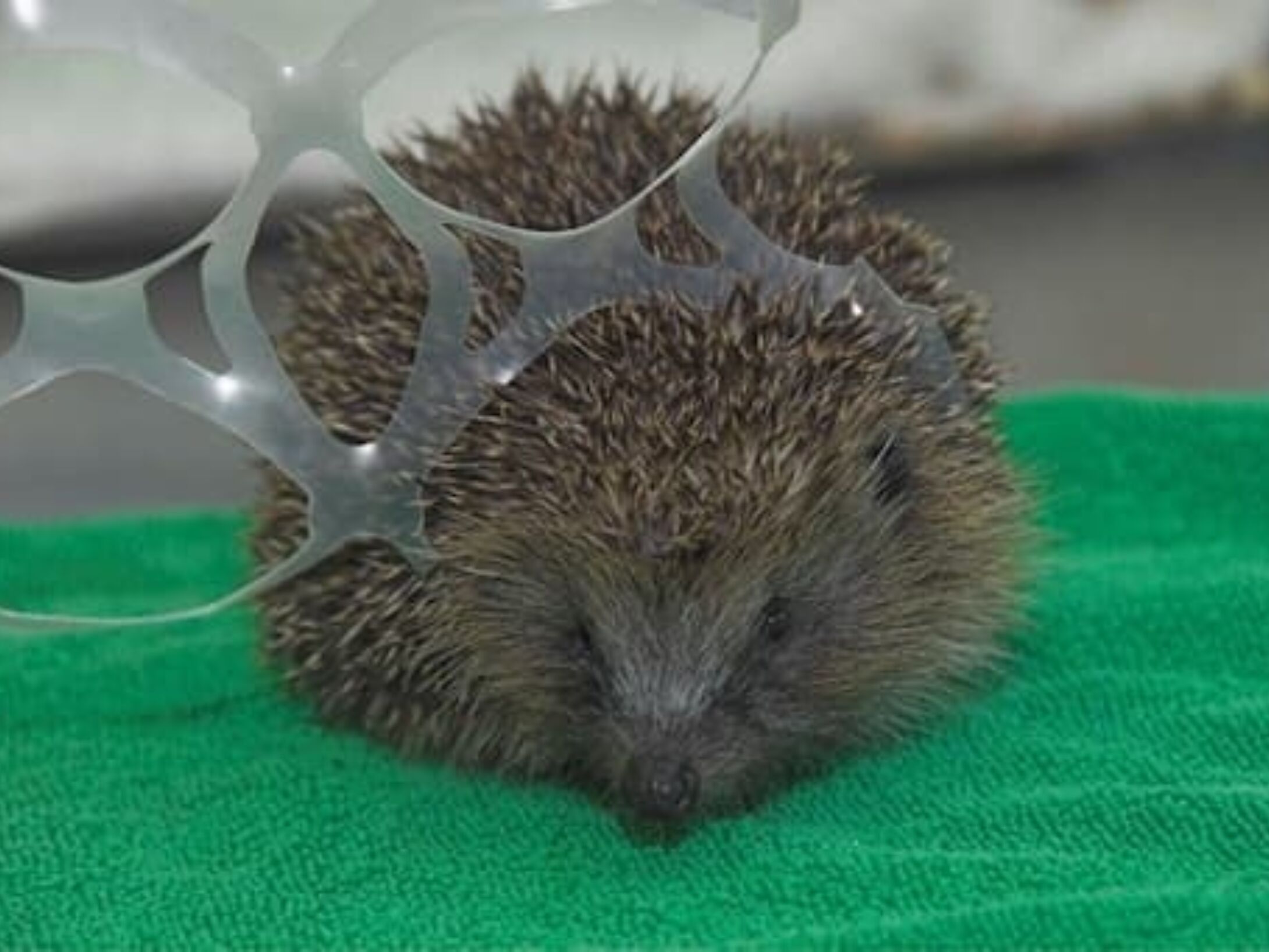 litter-bailies-hedgehog-1-7016d38d1532c02bec685af11b8ff1b1