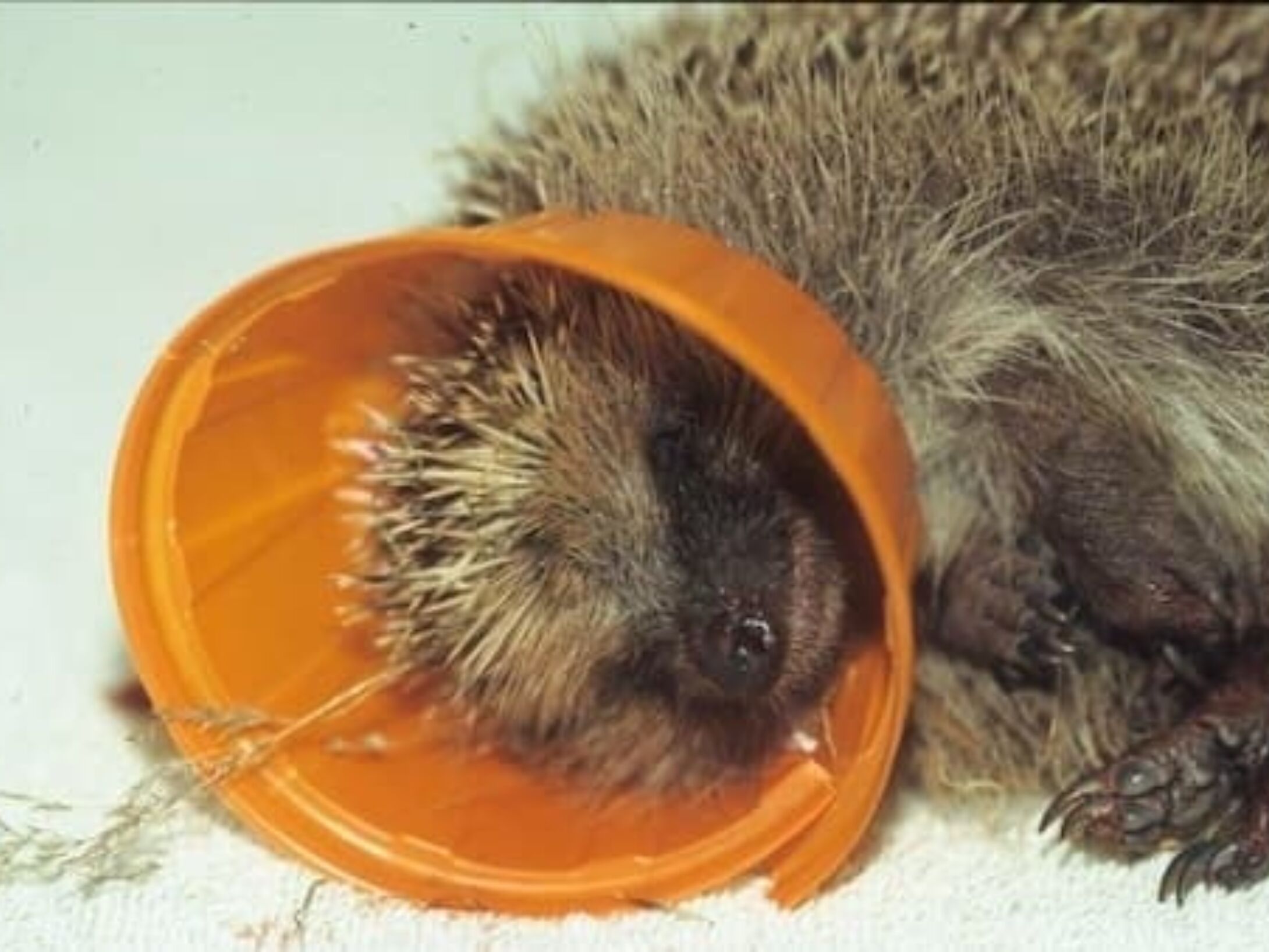 litter-bailies-hedgehog-3-e4ce90f6eb18b4e41084086c867e0848