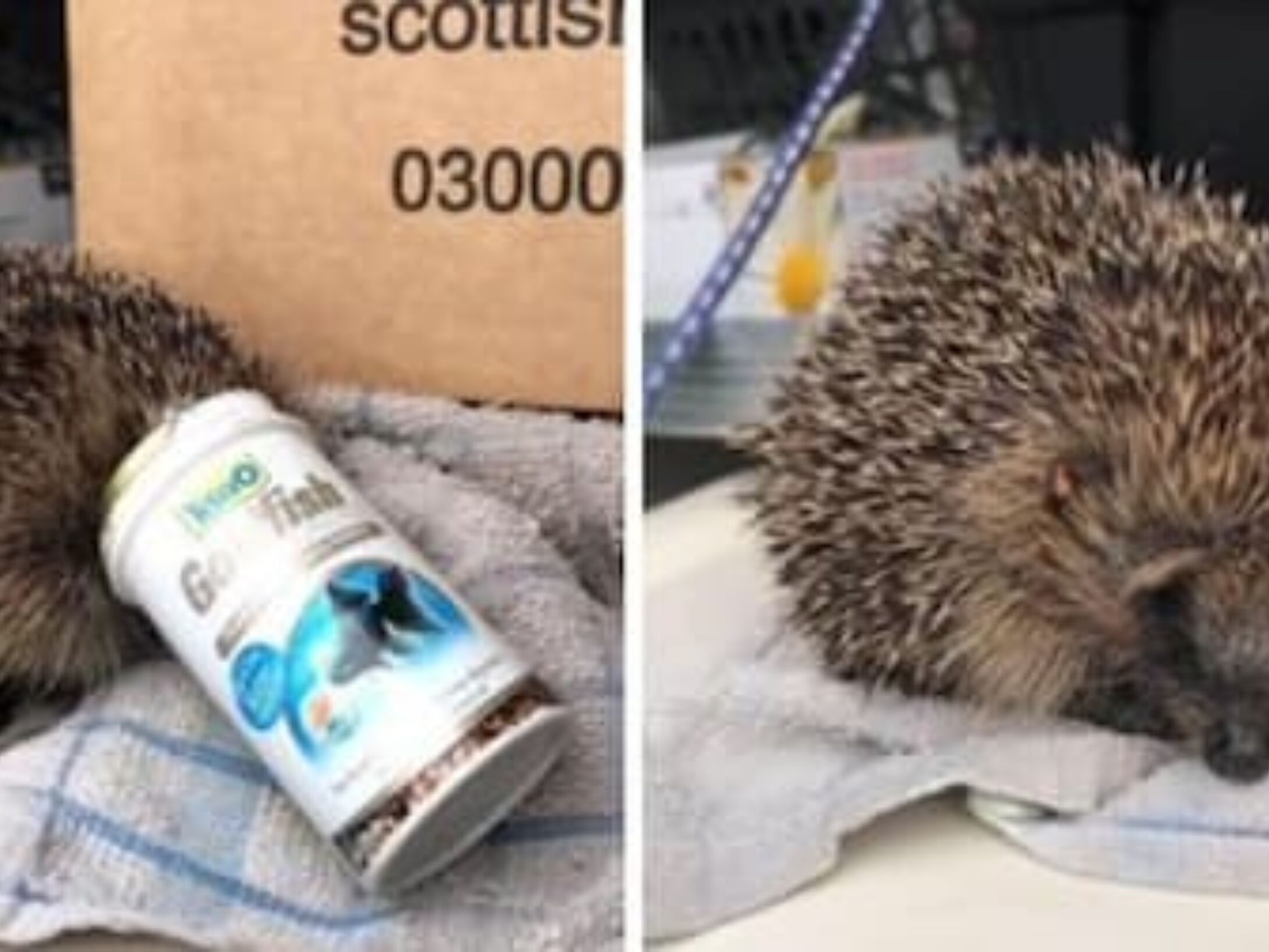 litter-bailies-hedgehog-4-4534617c631592a49a41930b7350b284