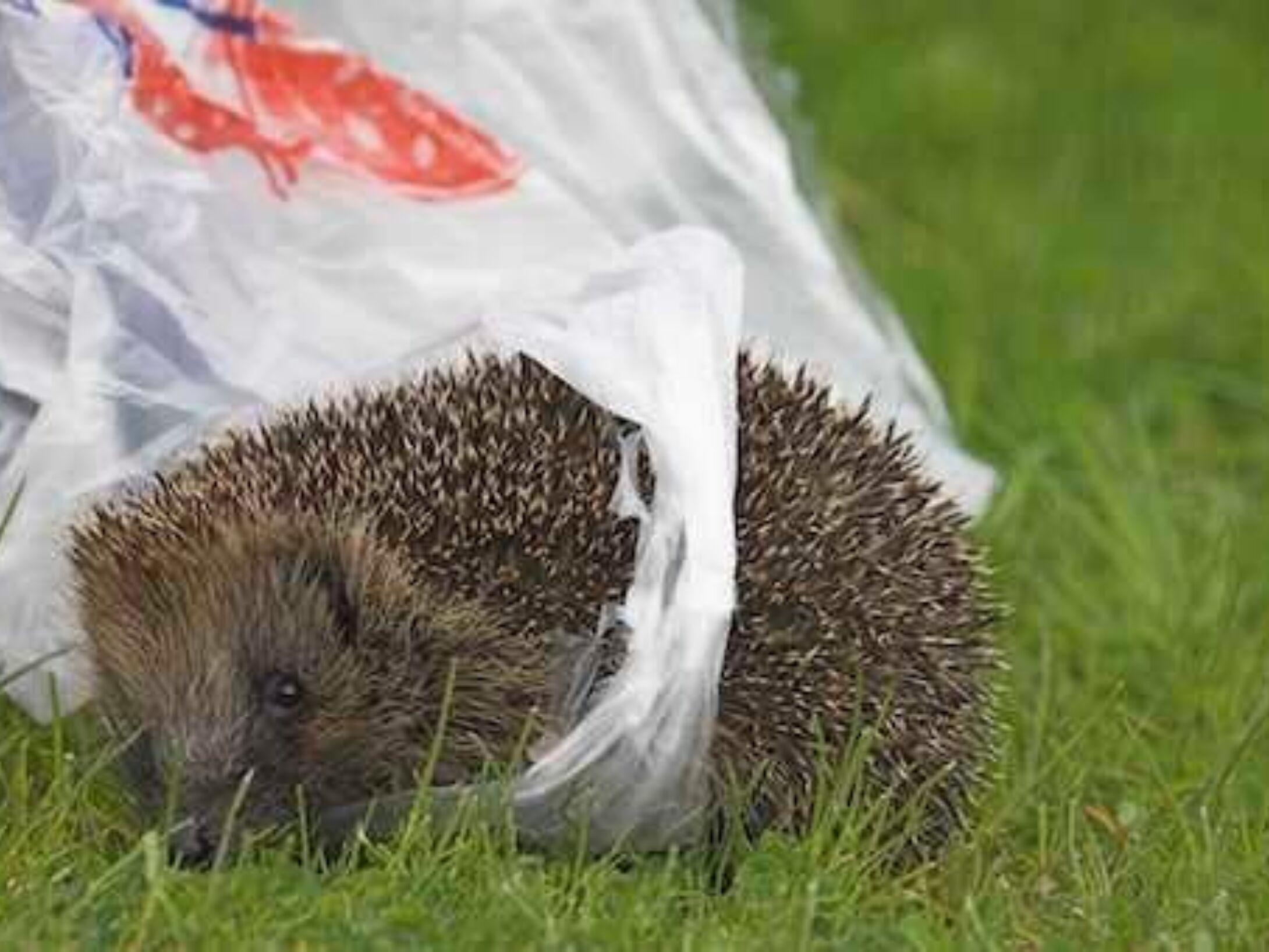 litter-bailies-hedgehot-bag-1-eeda020b385e22fe304a9ed27ae50652