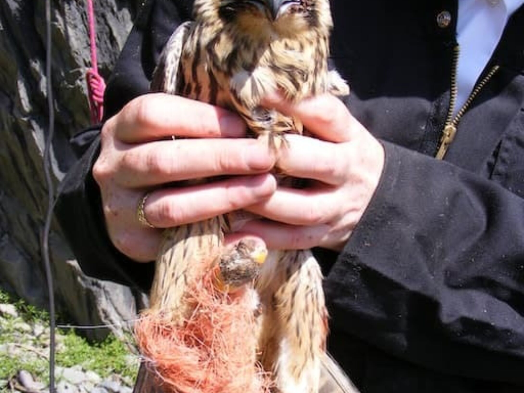 litter-bailies-kestrel-1-ac080ac12ee939a2ca841cf25824fee0