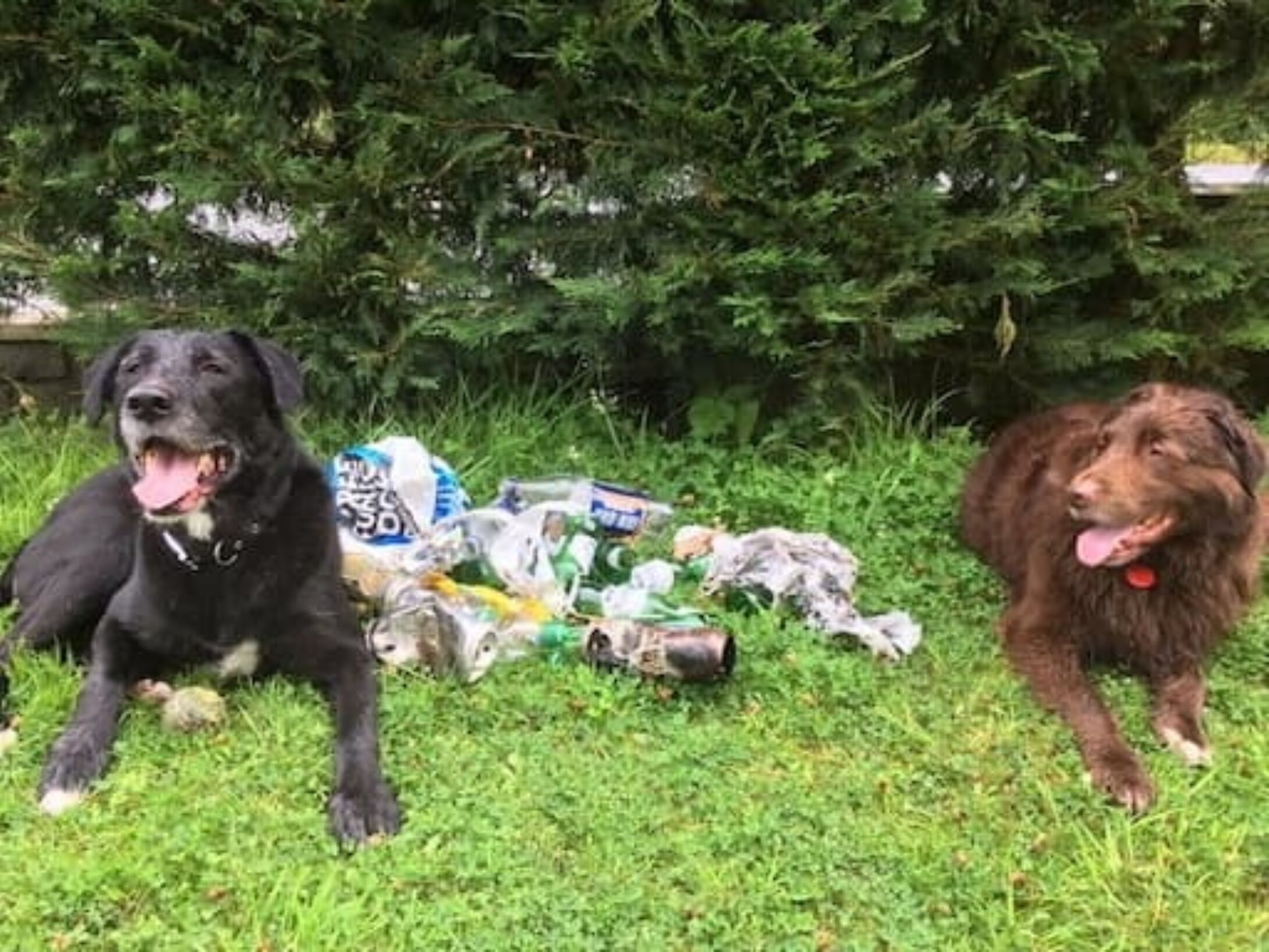 litter-bailies-pets-3-3e5a34909e42241fdffc5258d27dd561