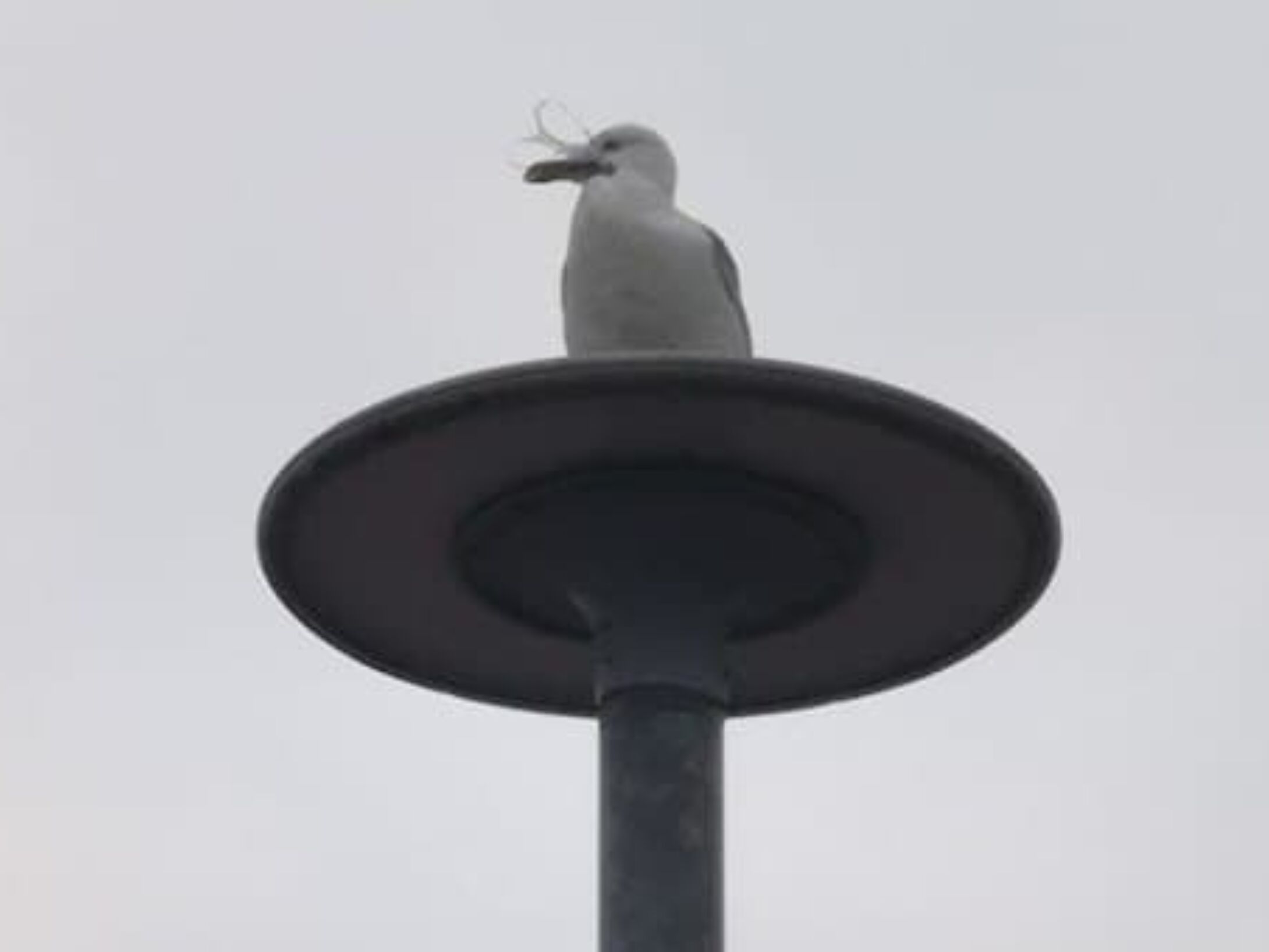 litter-bailies-seagull-1-cee2f83e734e967dd2049a3788e05ef5