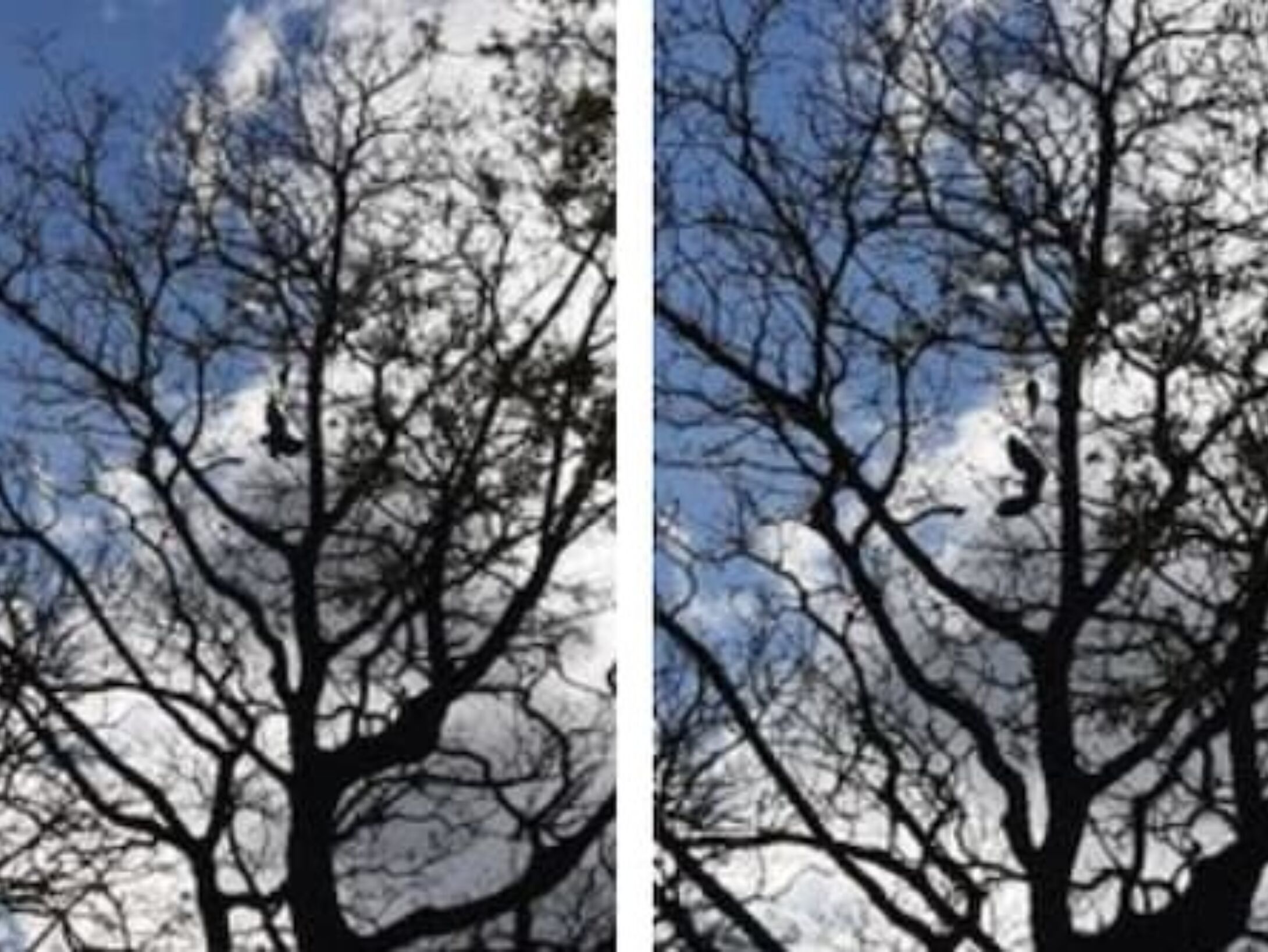 litter-bailies-trees-1-7b99568906af1f3f520aea9983dfa351