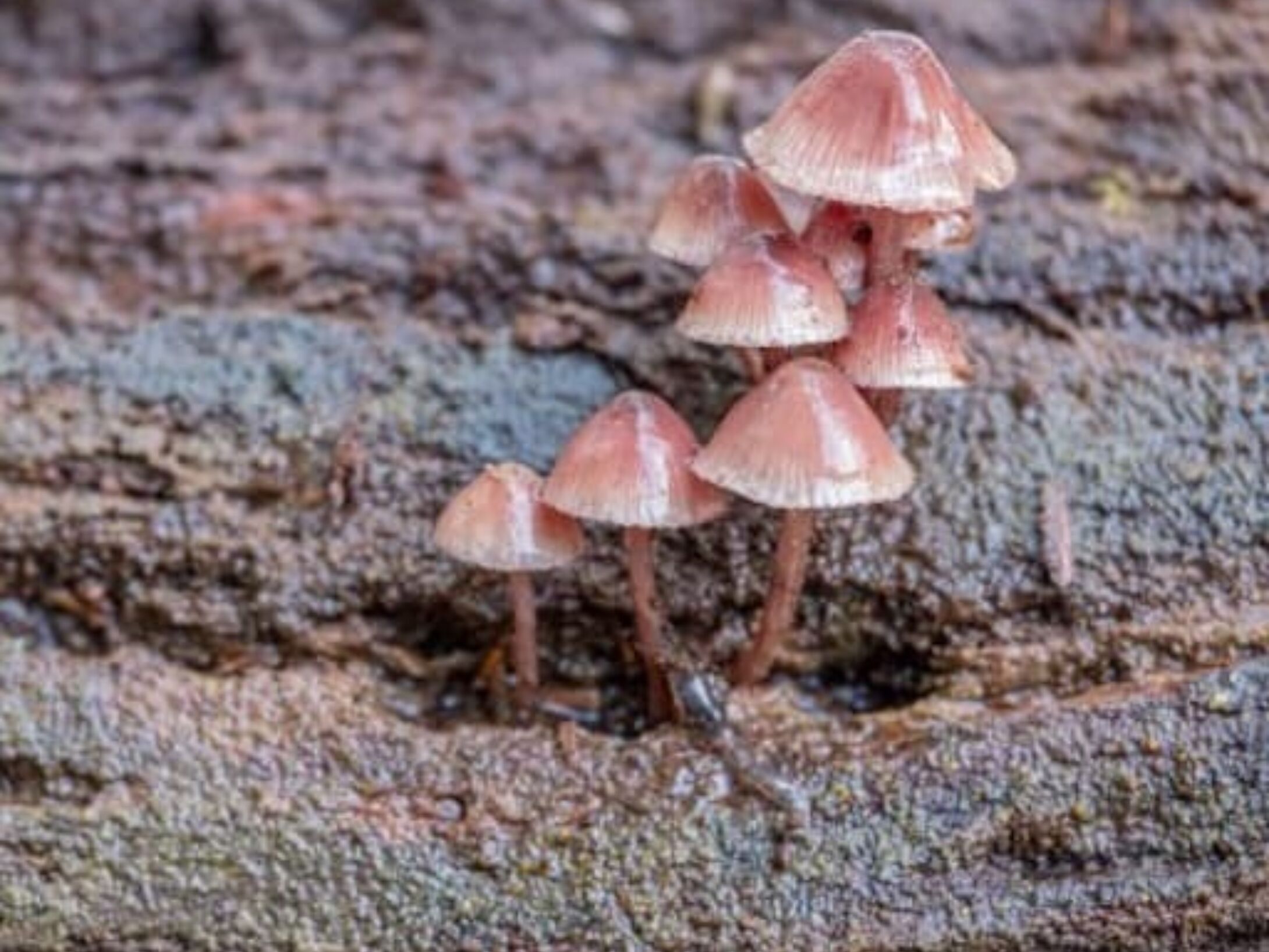 litter-mushrooms-aside-r1-8d00525b21ddb12bdd7676348bf3f5e4