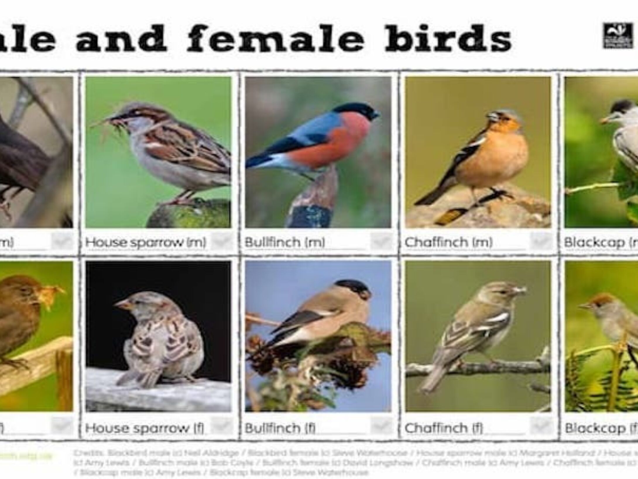male-and-female-birds-r2-6fe10bfa92e78adc5a62cd33eea78274