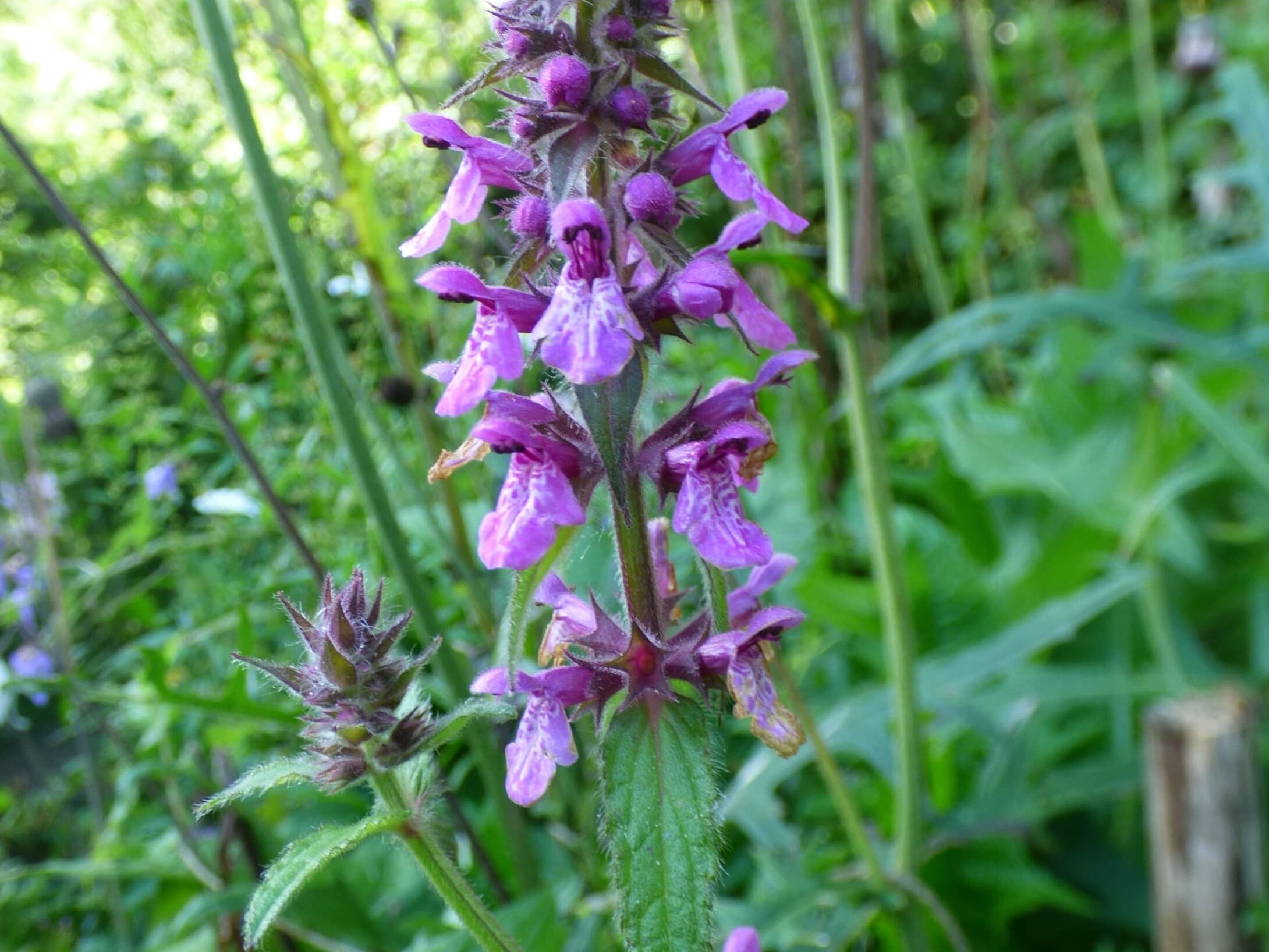 marsh-woodwort-r1
