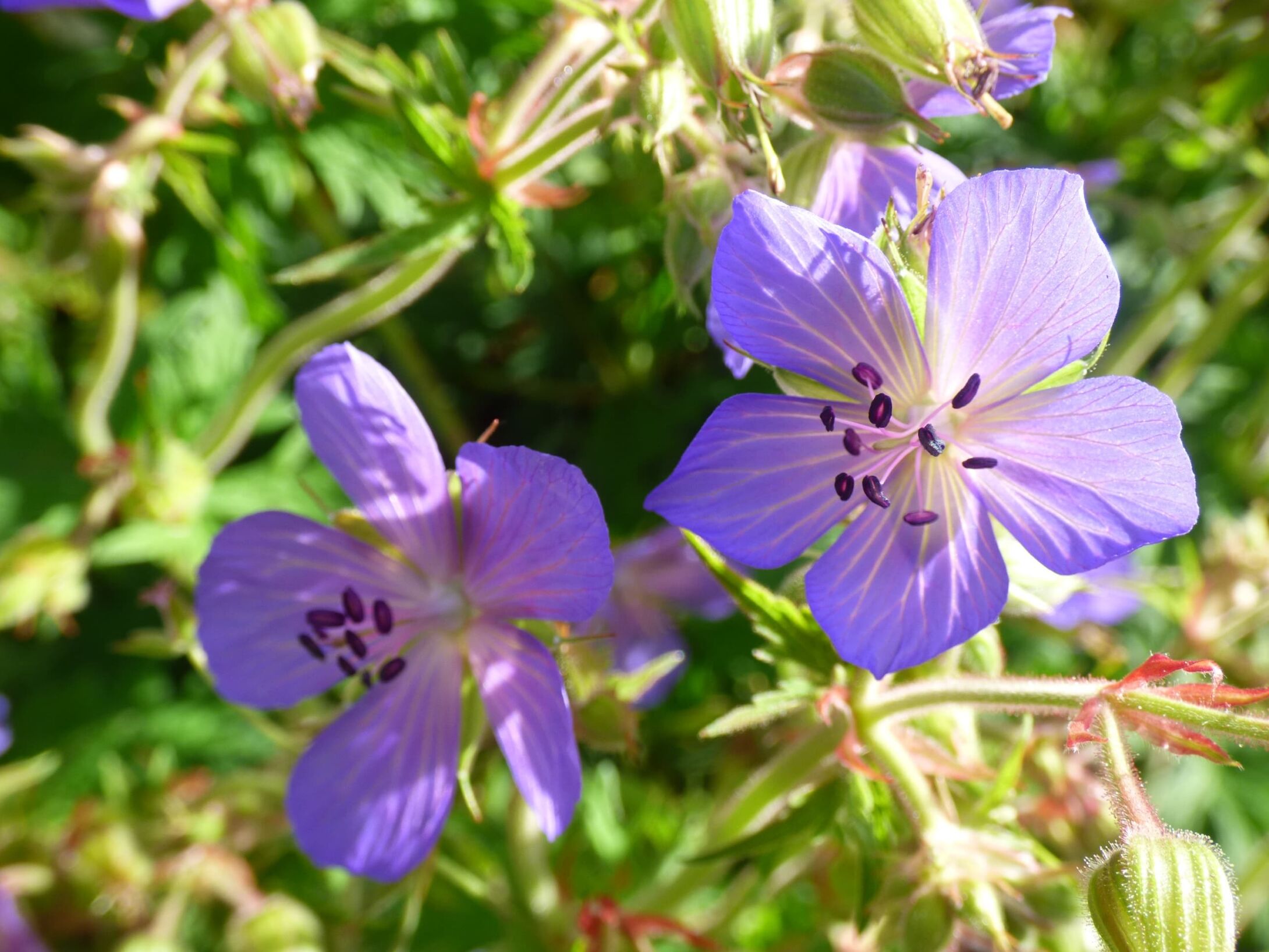 meadow-cranesbill-r1