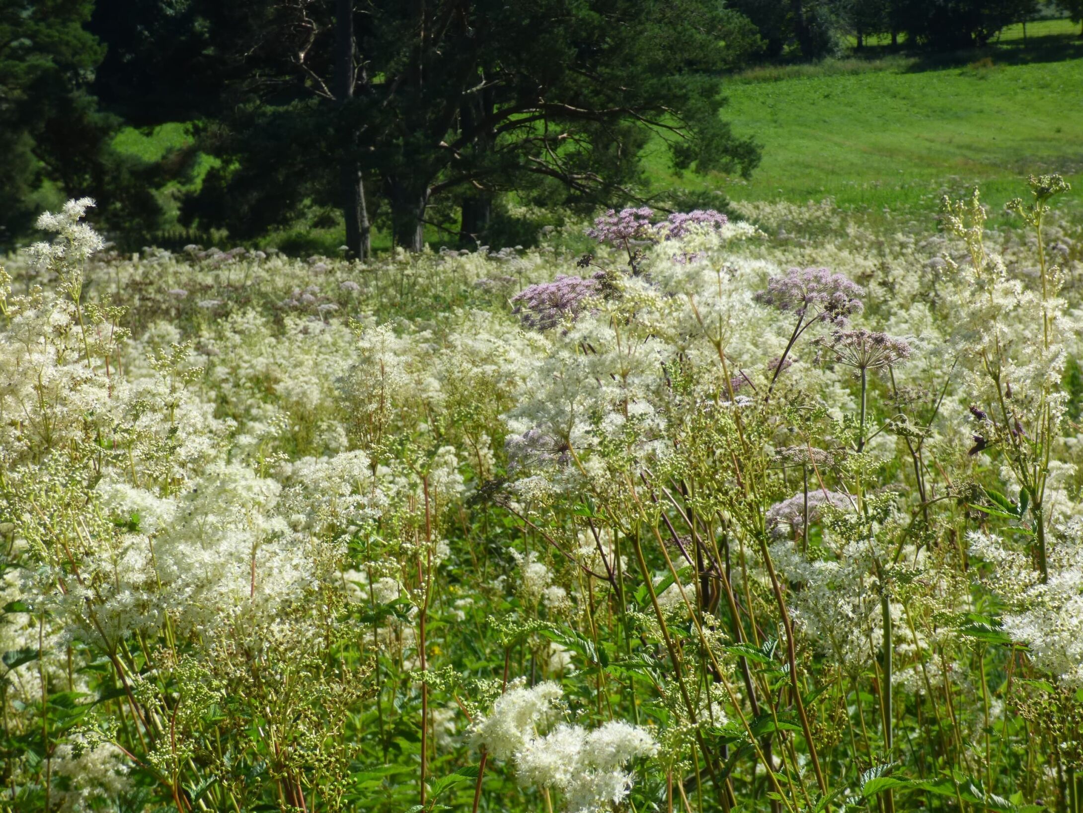 meadow-sweet-and-angelica-r1