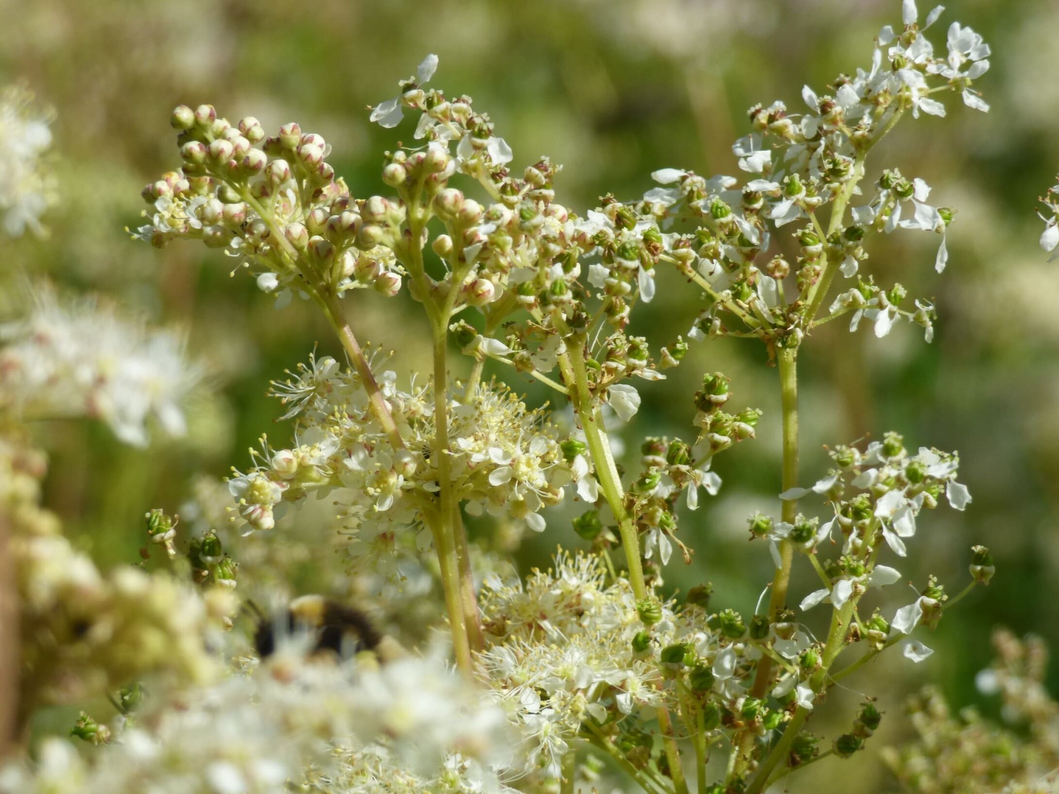 meadow-sweet-r1
