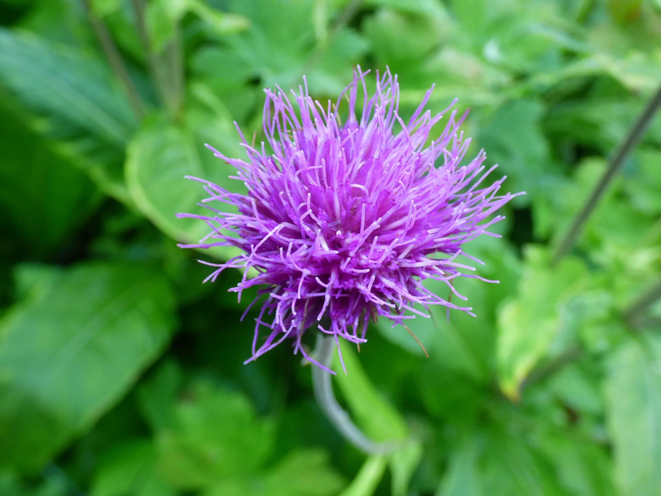 melancholy-thistle-r1