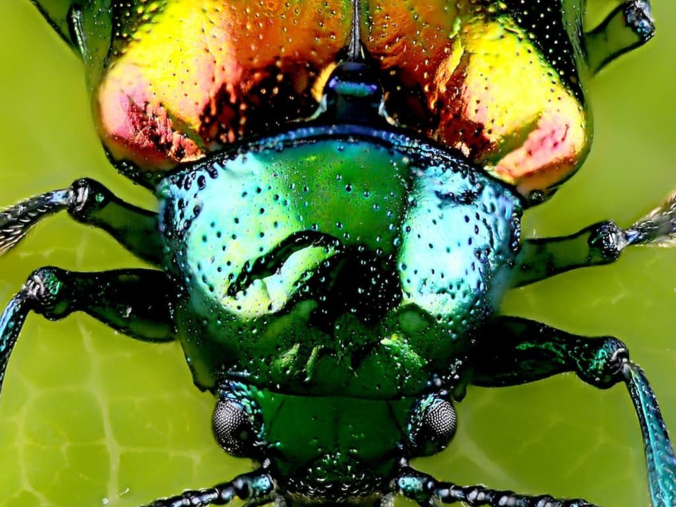 minibeast-beatle-head-r1-134b1c5574954d4f7dc31ee6adae09ab