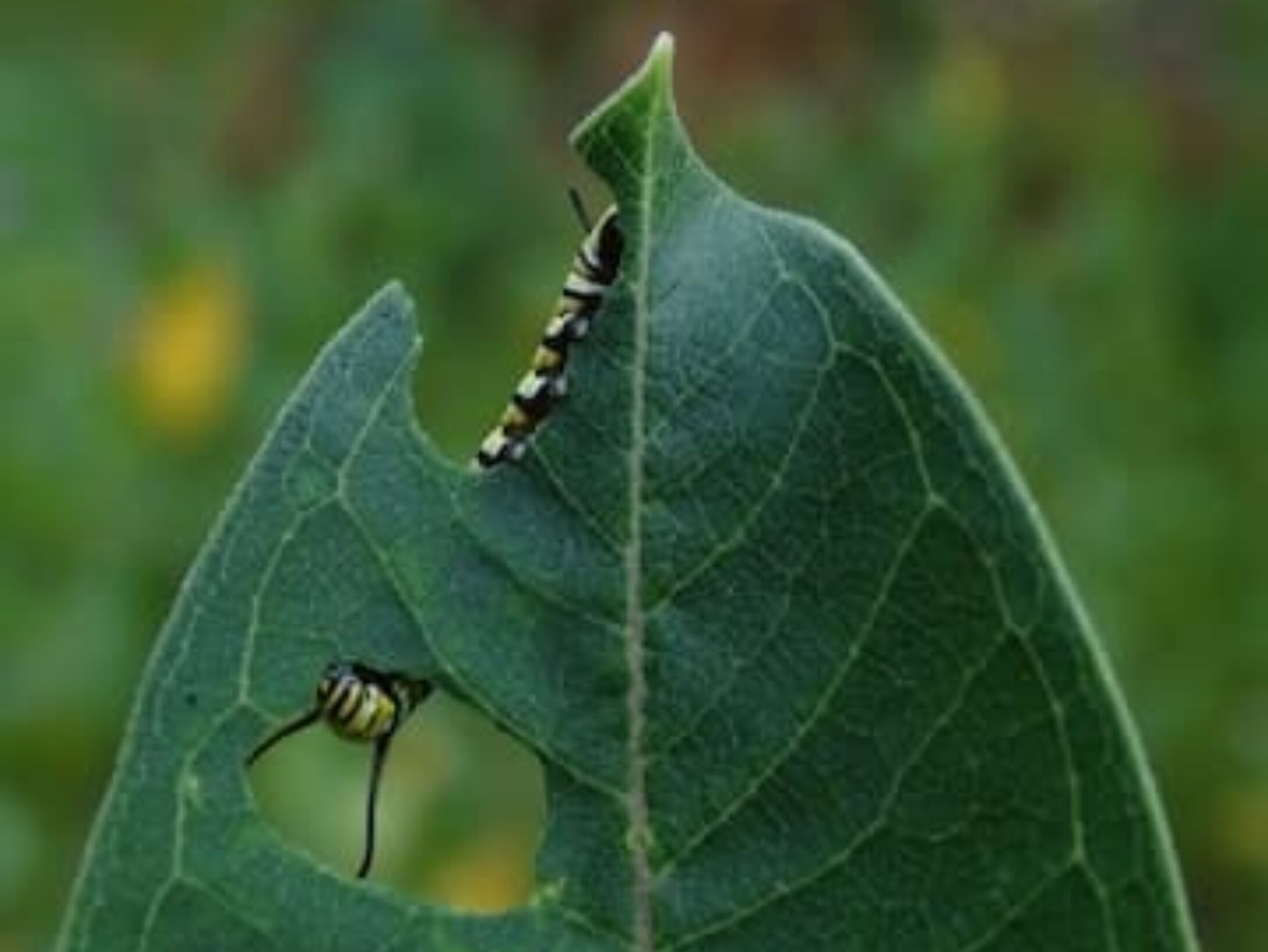 minibeast-eating-plant-icon-r1-175c1f14aefbd84da2eeca808d1cb49c