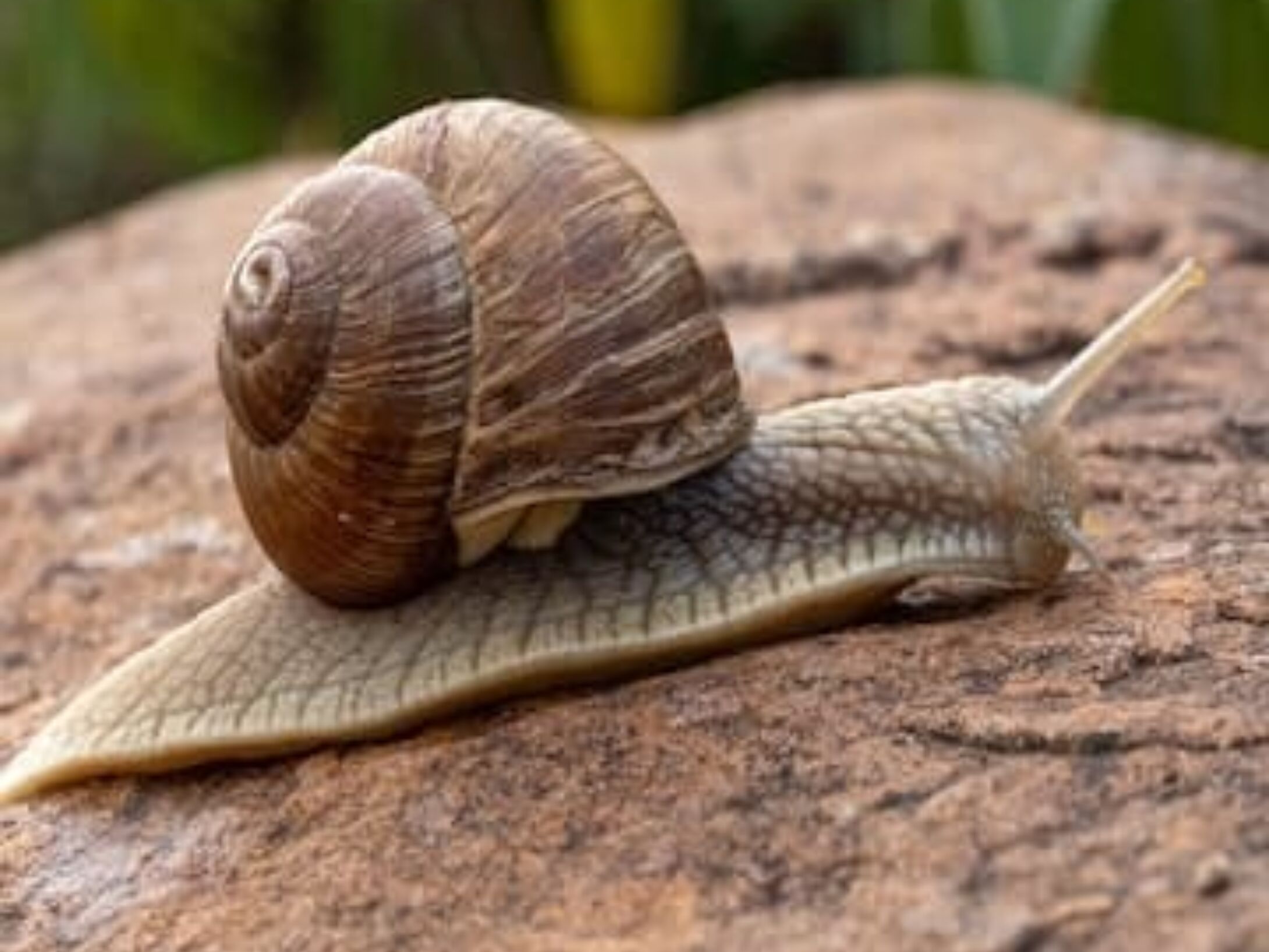 minibeasts-snail-icon-r1-a5f67830b26703ad524583b669879d67