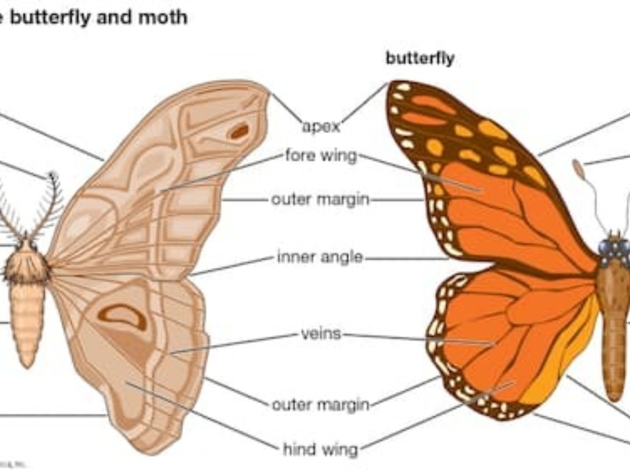 moths-body-parts-r1-28628fe9e60841f803050d1342daced2