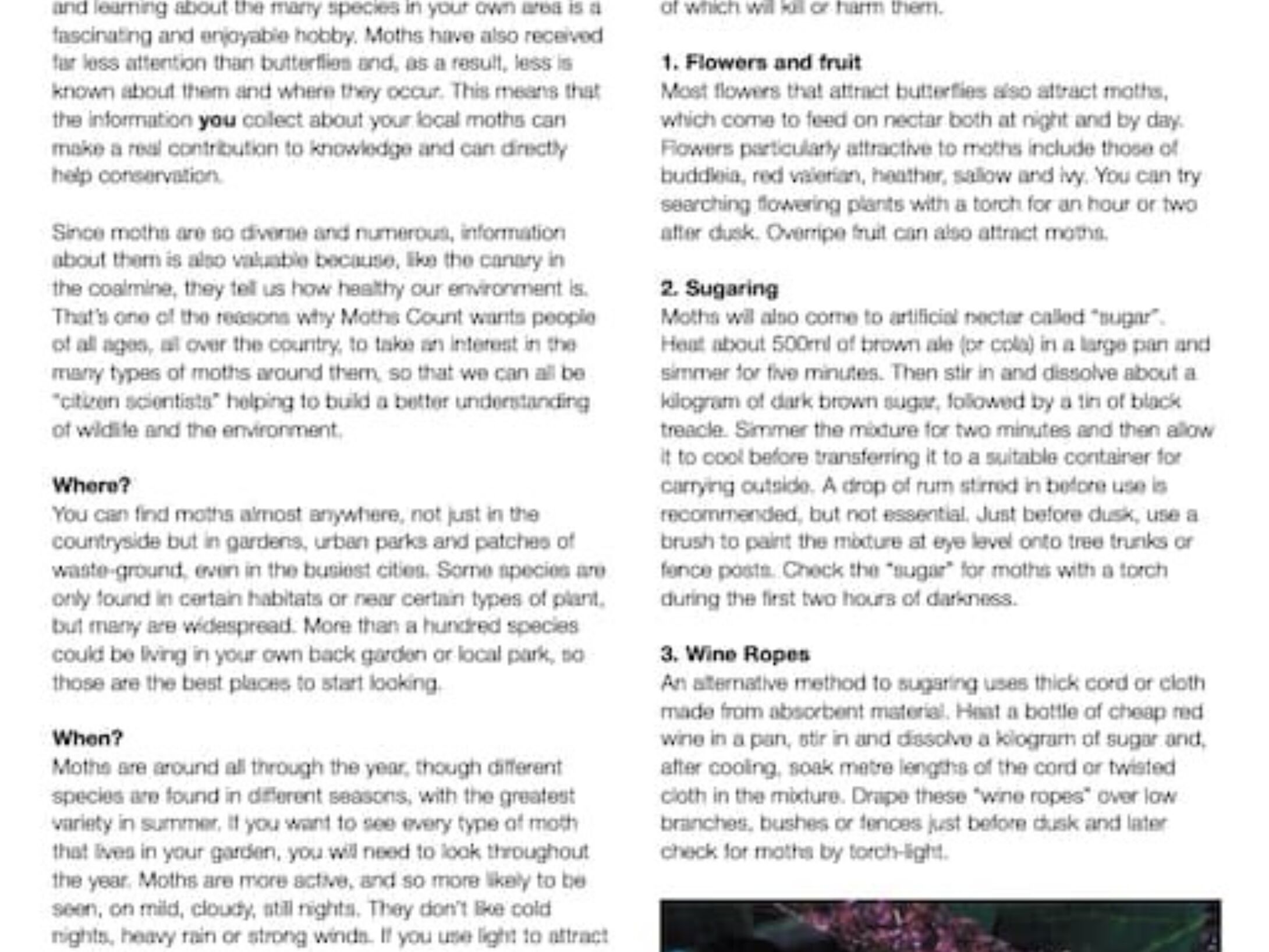 moths-count-factsheet-1-how-to-start-mothing-0812a3215d905c907b8cdec06958dfc3