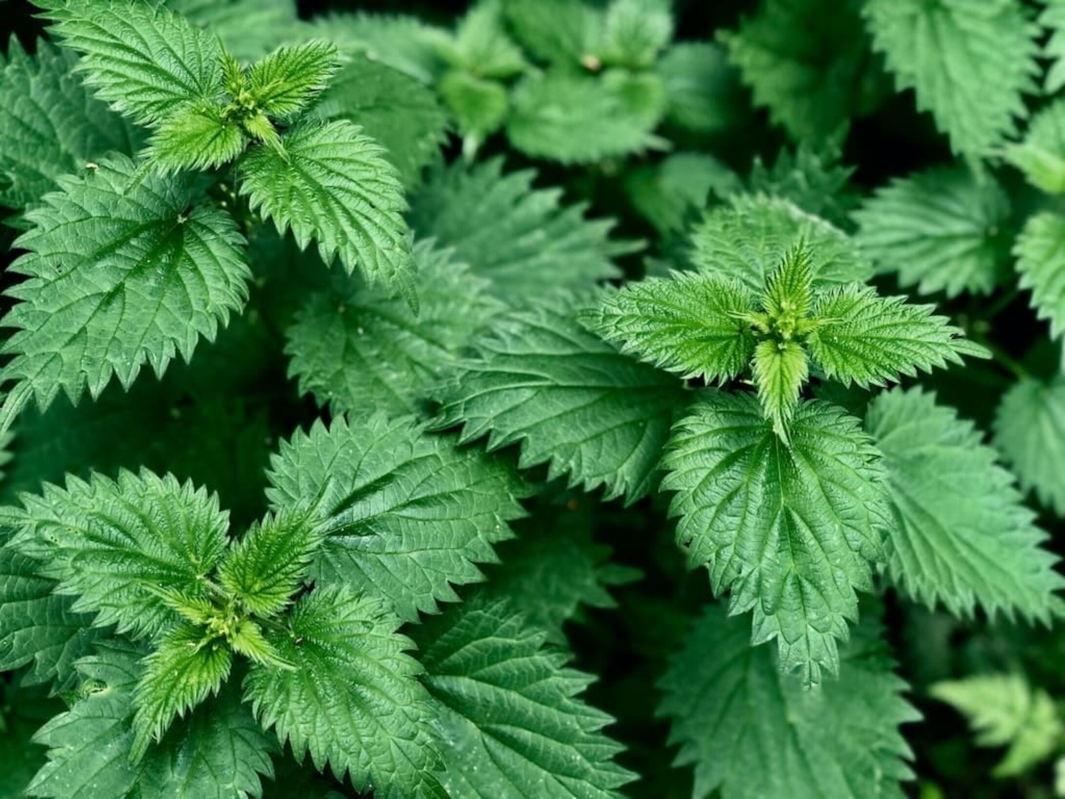 nettles-r1-4e3773e118669496c3838b09751a3205