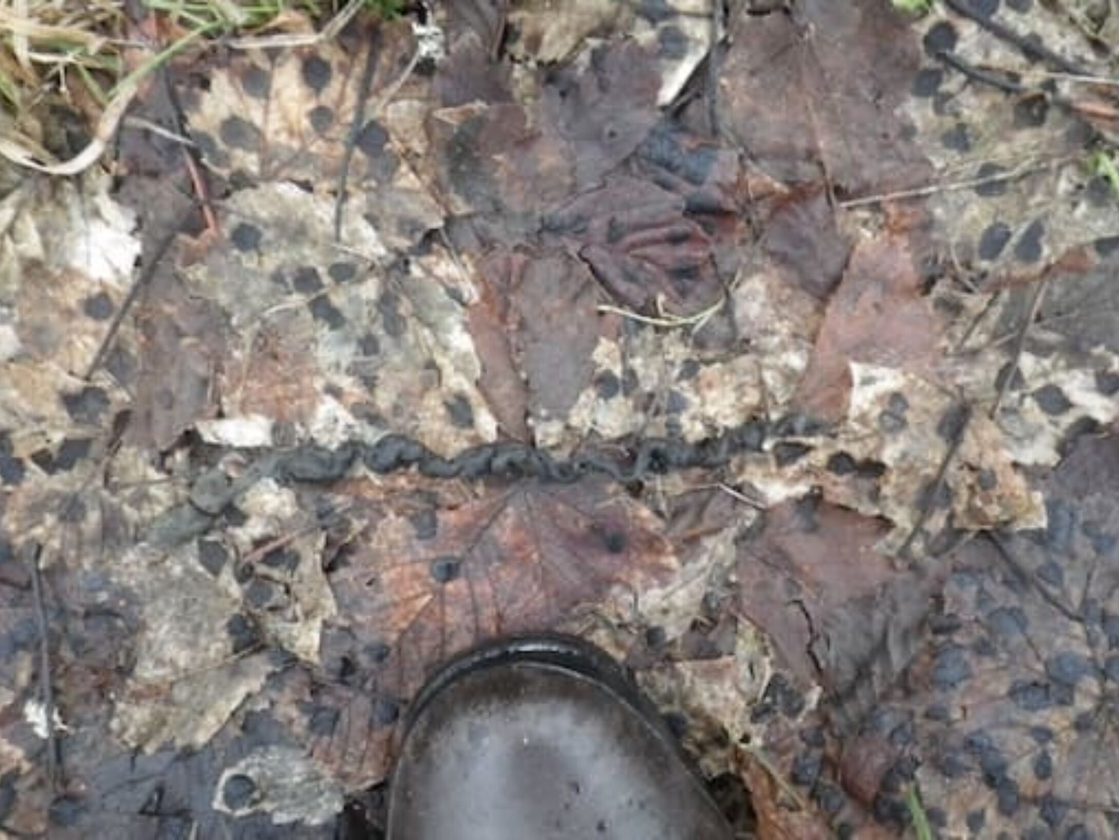 pine-marten-droppings-r1-63b3292f945faed8a47adeee4077b766