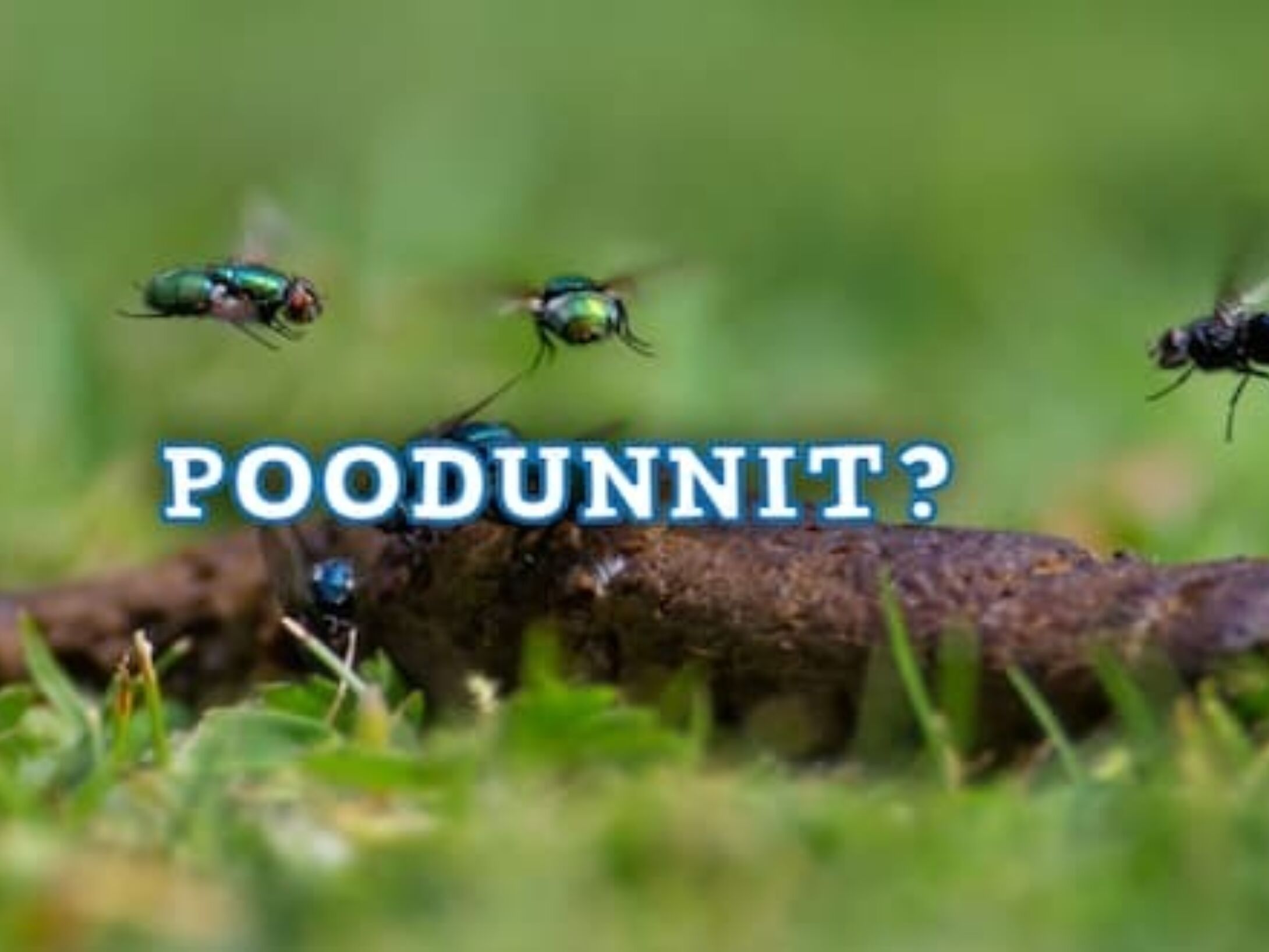 poo-1-r1-e64497c513517fc3d8892a9d069bc5db