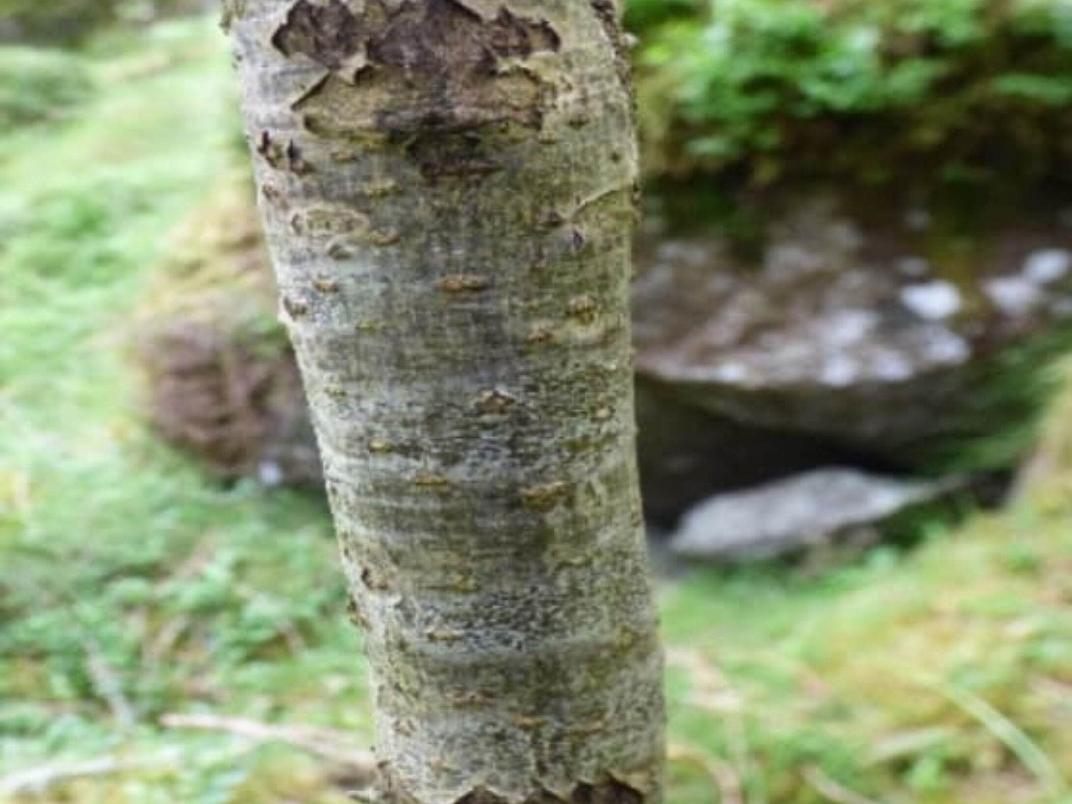 rowan-bark-r1