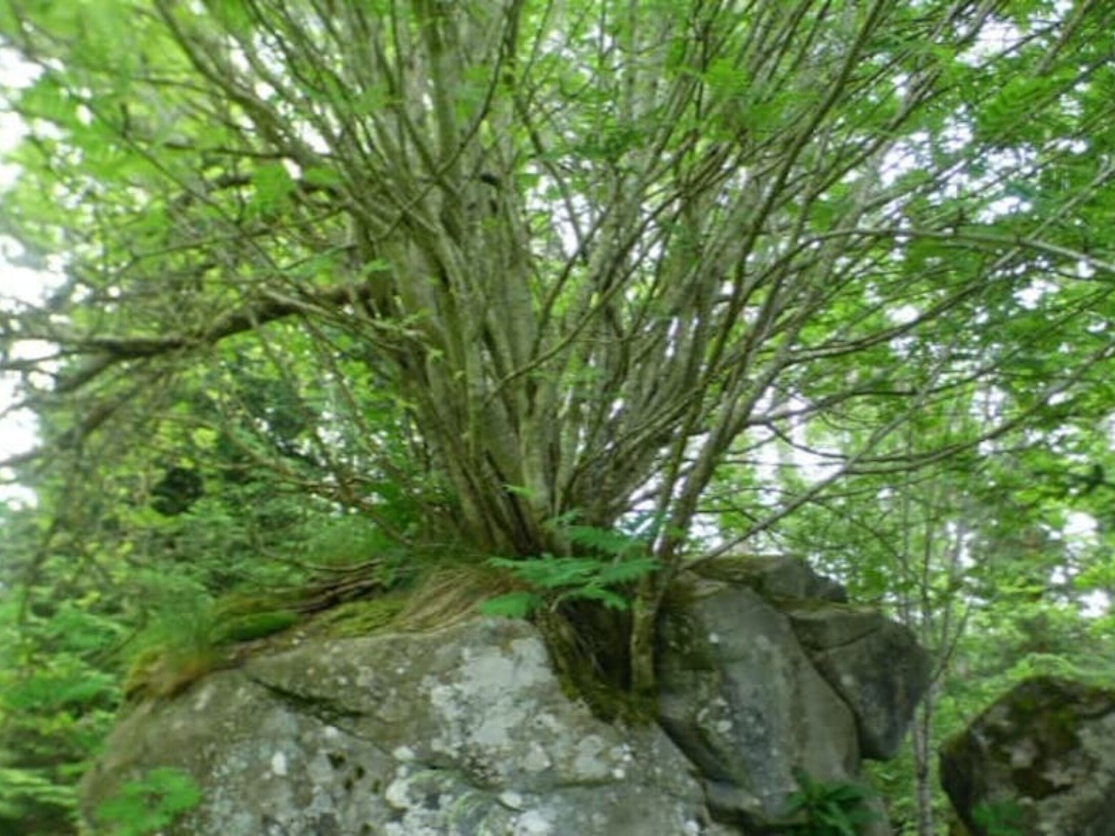 rowan-tree-box-r1-2193ffe9e7d627adbdf1dd439f07aa7a