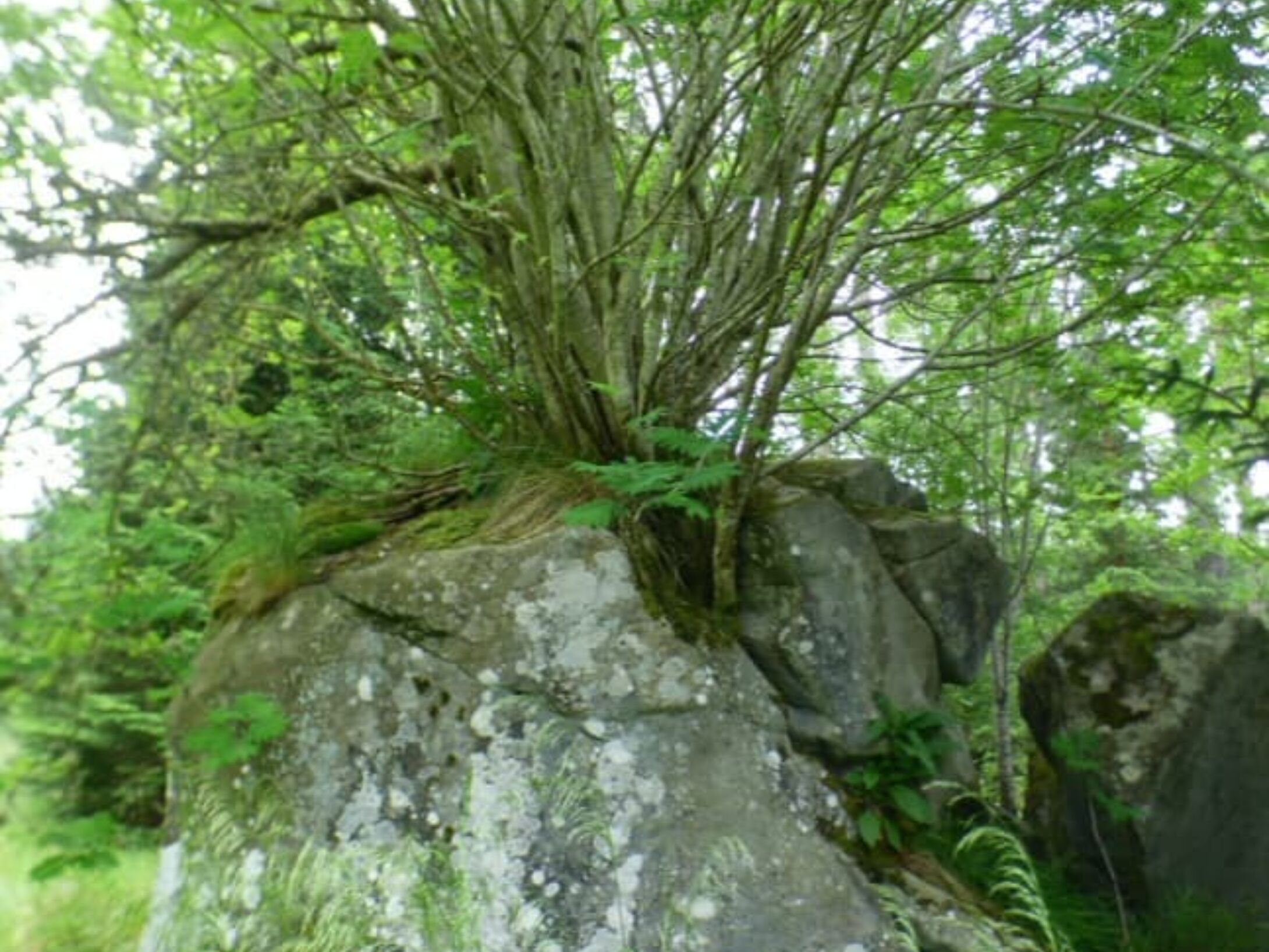 rowan-tree-r1