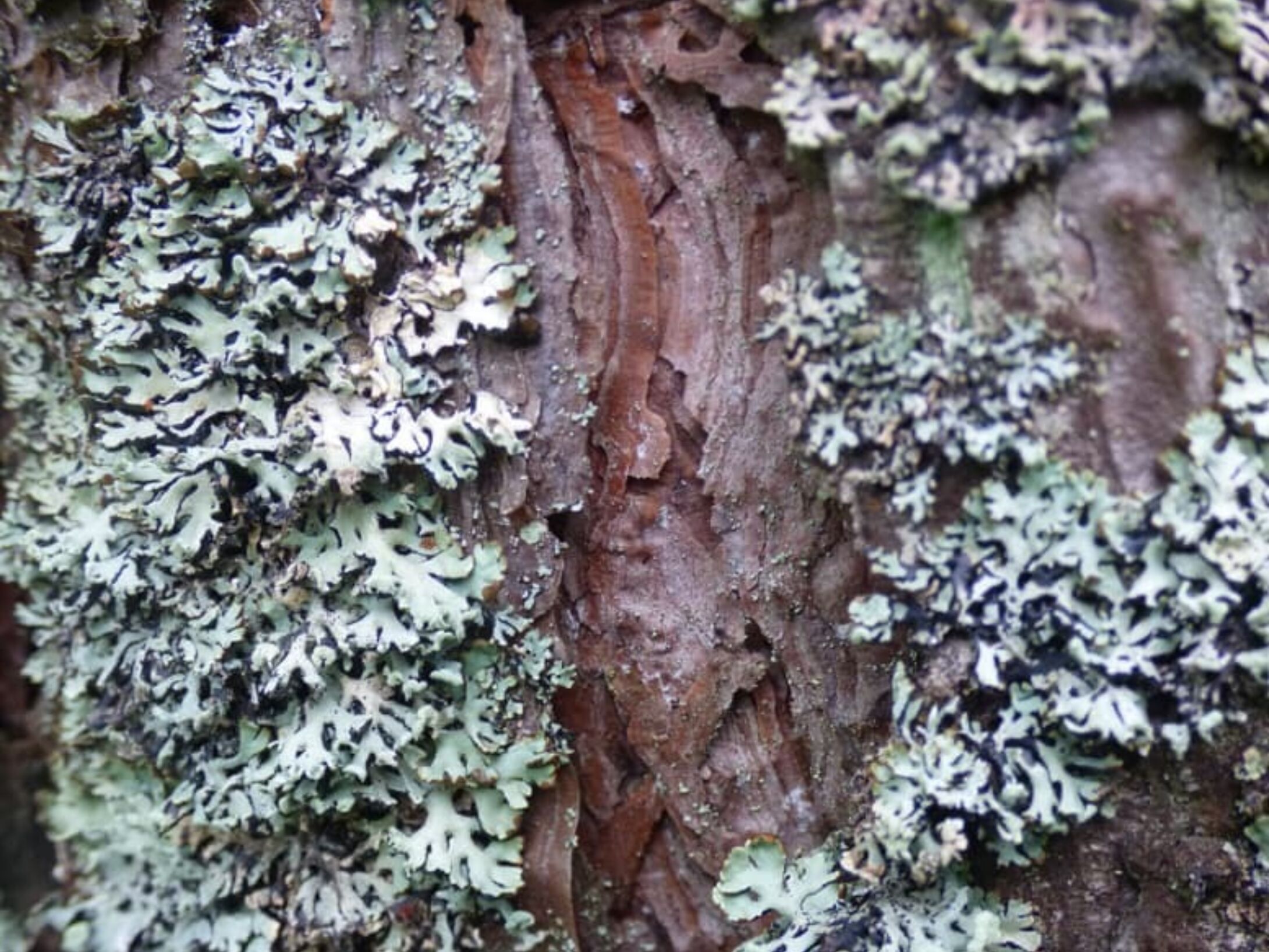 scots-pine-bark-r1-7627acd83f119c3f4b099846cc3dbd2b